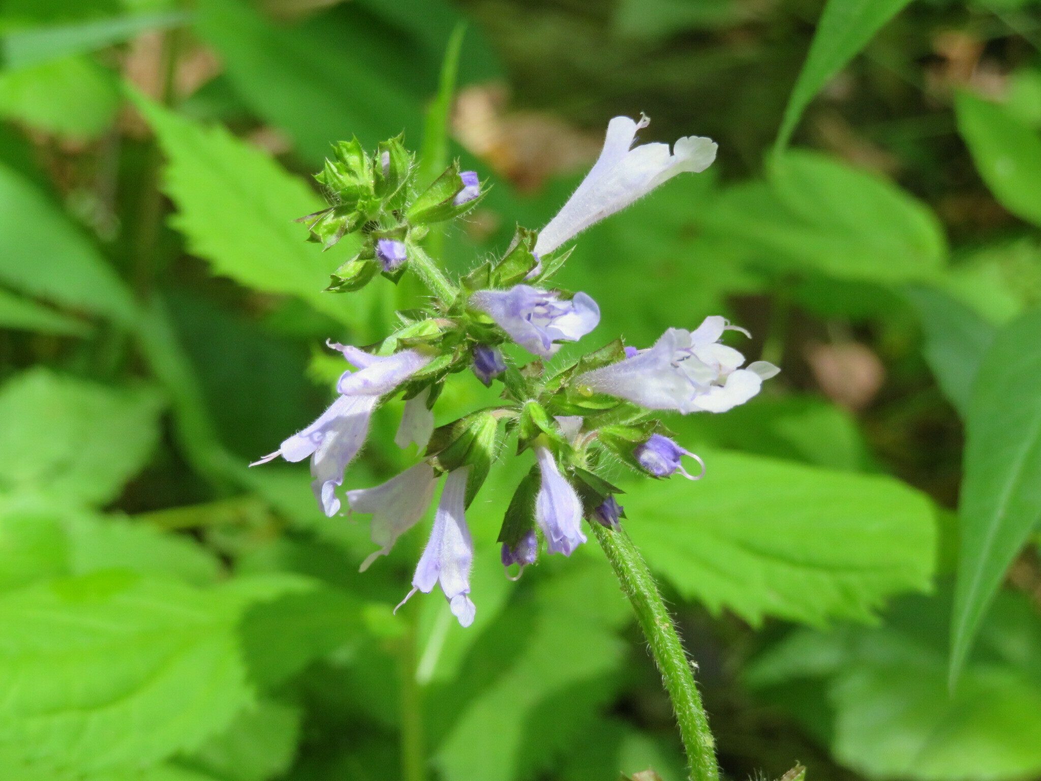 Lyre-leaved Sage (Salvia lyrata)