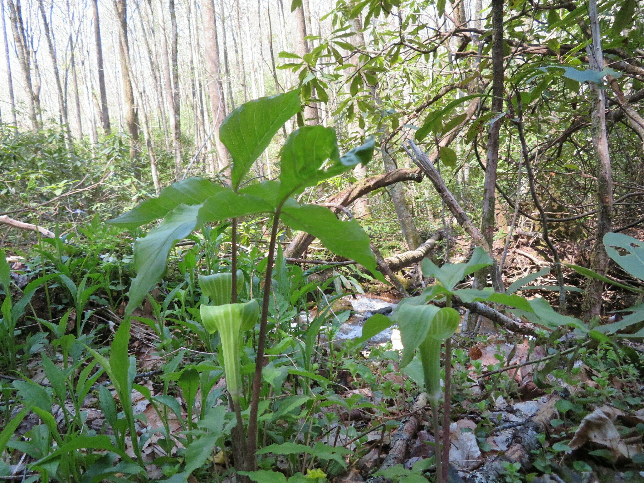 A nice cluster of three young Jack-in-the-pulpits (Arisaema triphyllum).
