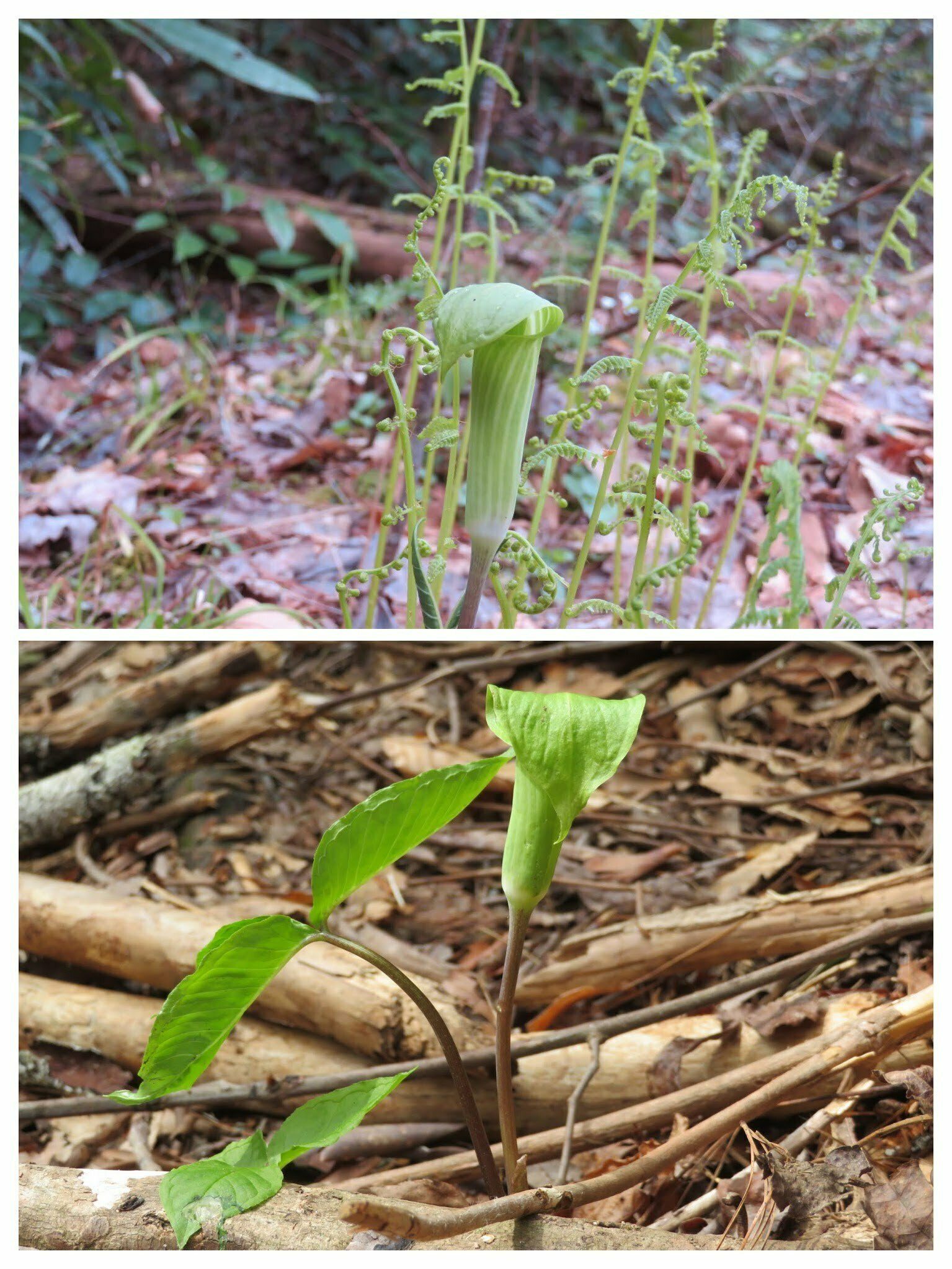 Jack-in-the-pulpit (Arisaema triphyllum)