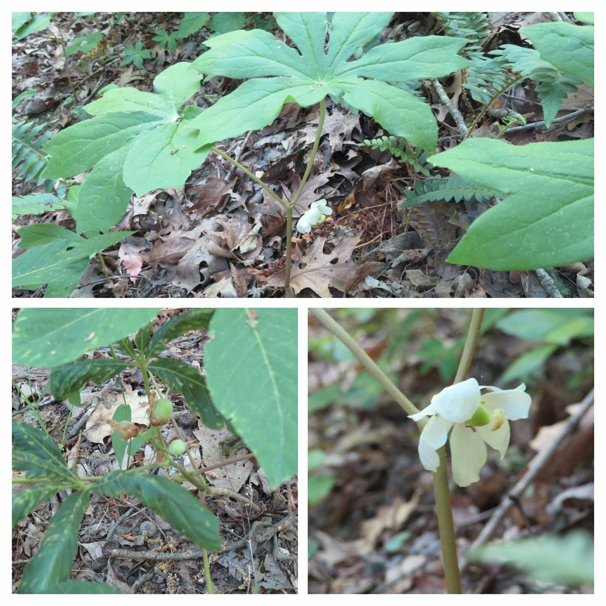 Eastern Mayapple (Amsonia tabernaemontana) in bloom and with fruit.