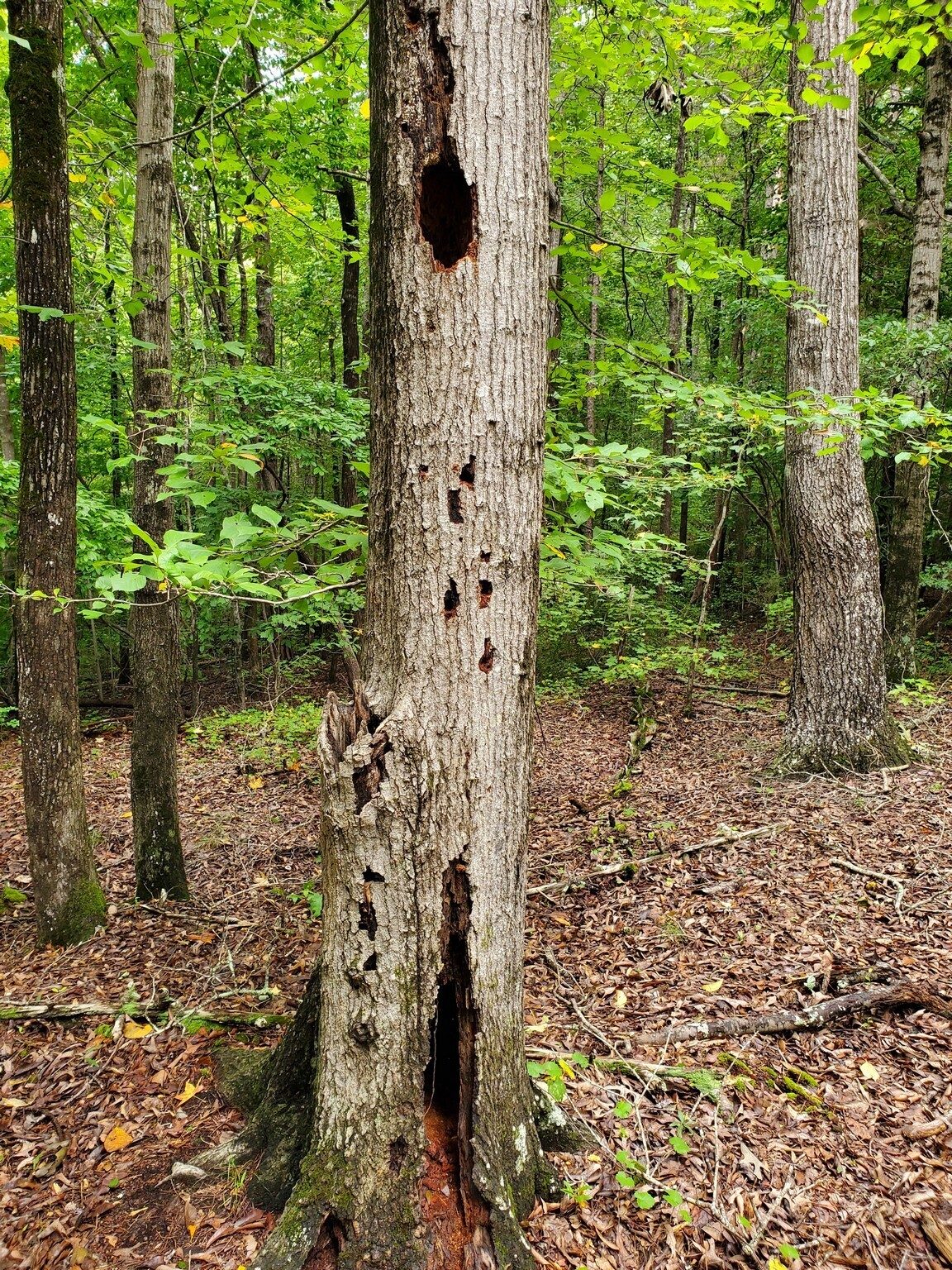You would think this tree was dead since the woodpeckers loved it, but it had a full canopy of live foliage.