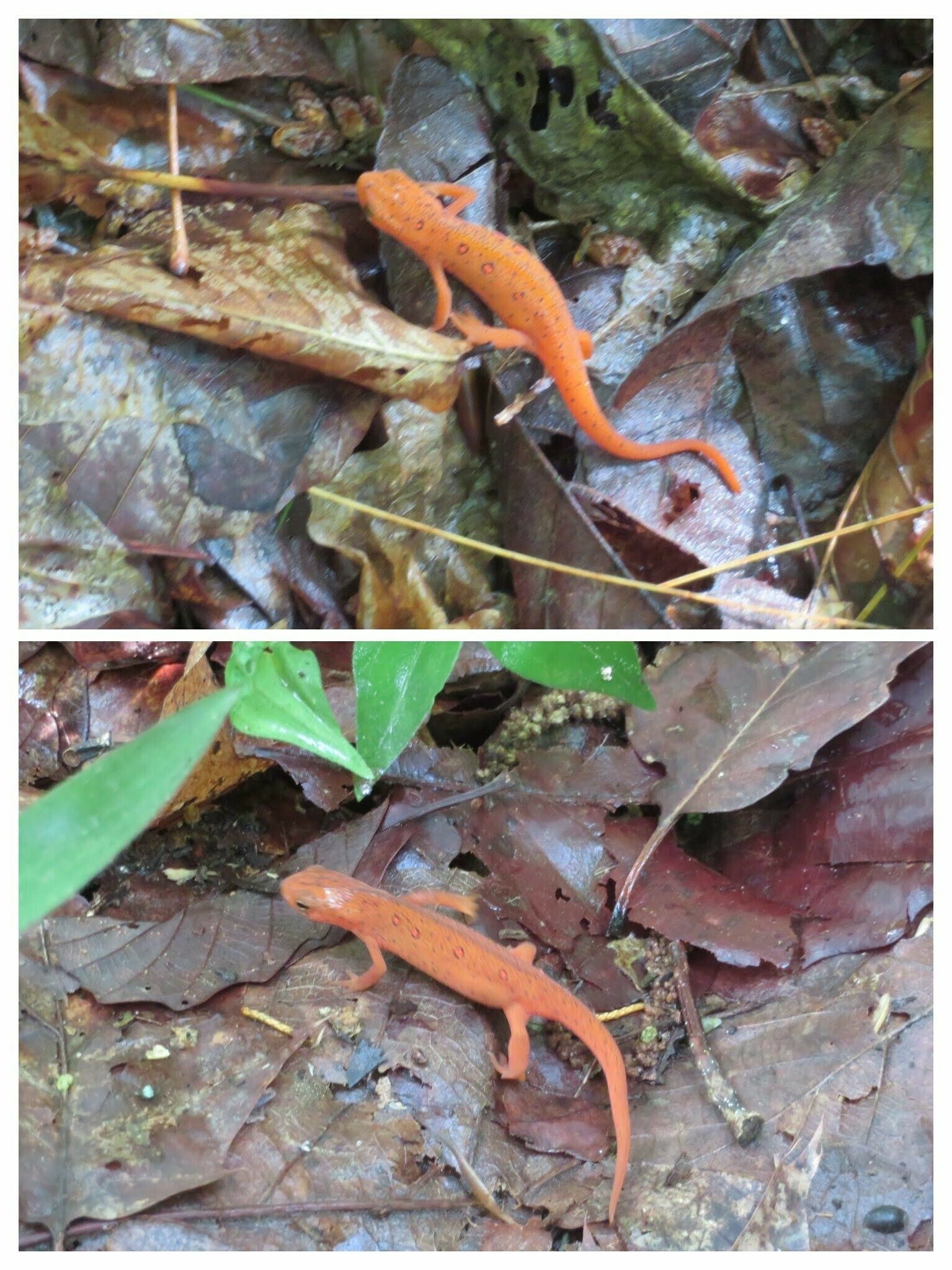 Two of the three Eastern Red-spotted Newts we saw today.