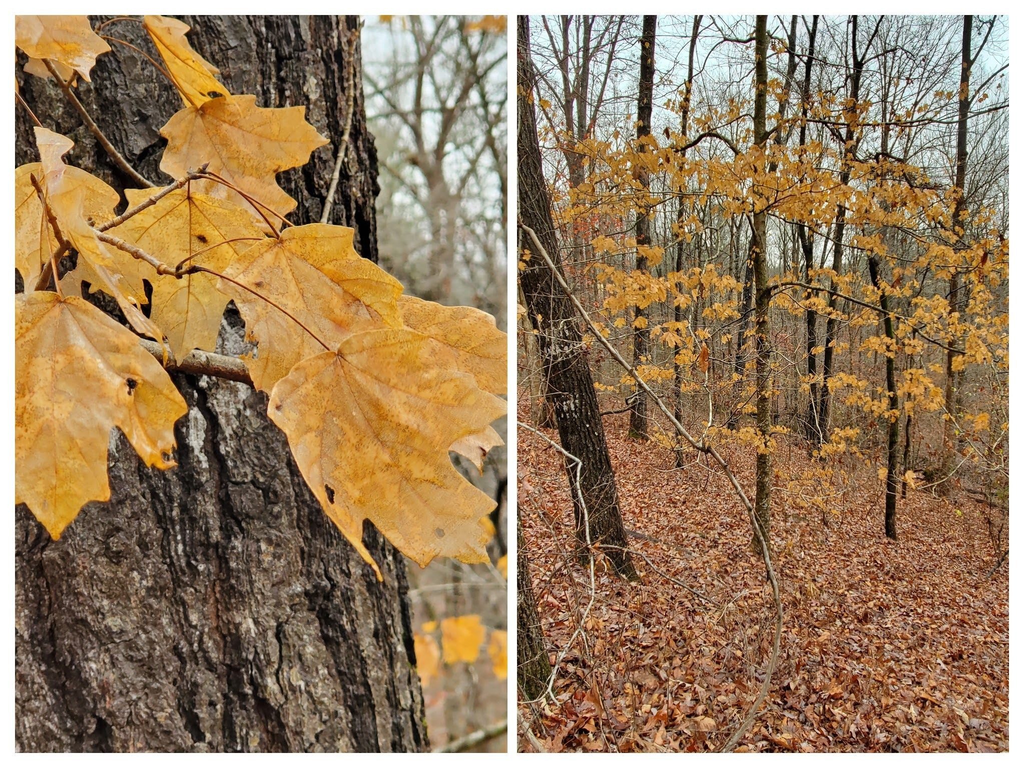 We were intriqued by this Sugar Maple not dropping its leaves. Check me out Heather, but probably not true "marcescence," but the warmer fall & early winter.