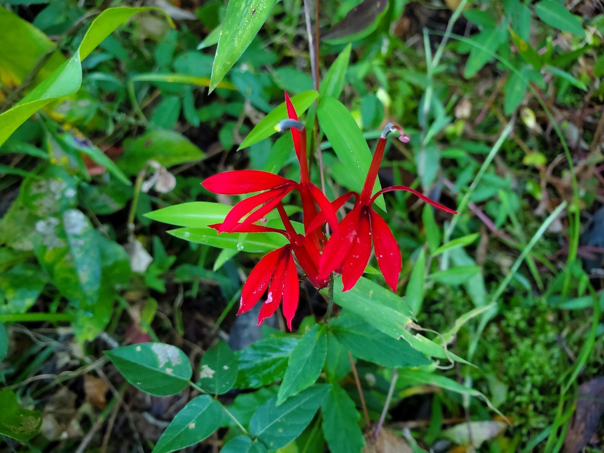 This made my day. A beautiful Cardinal flower just on the edge of Issaqueena Lake.