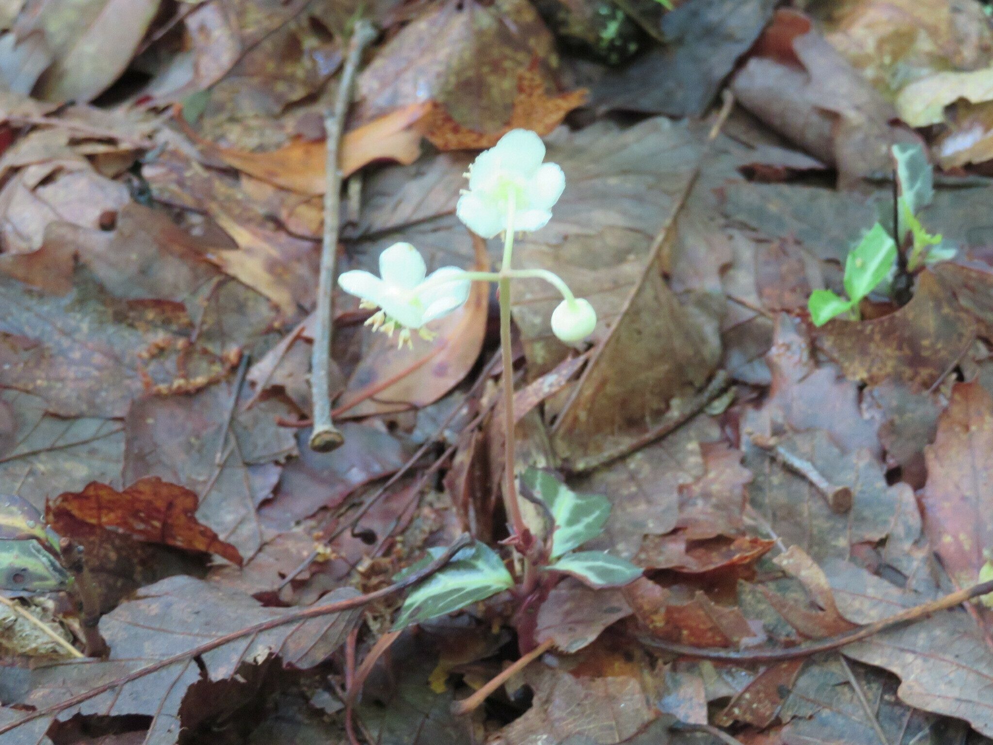 Question of the hike, "Is this Pipsissewa or Spotted wintergreen?"  Spotted wintergreen according to the Peterson Institute.
