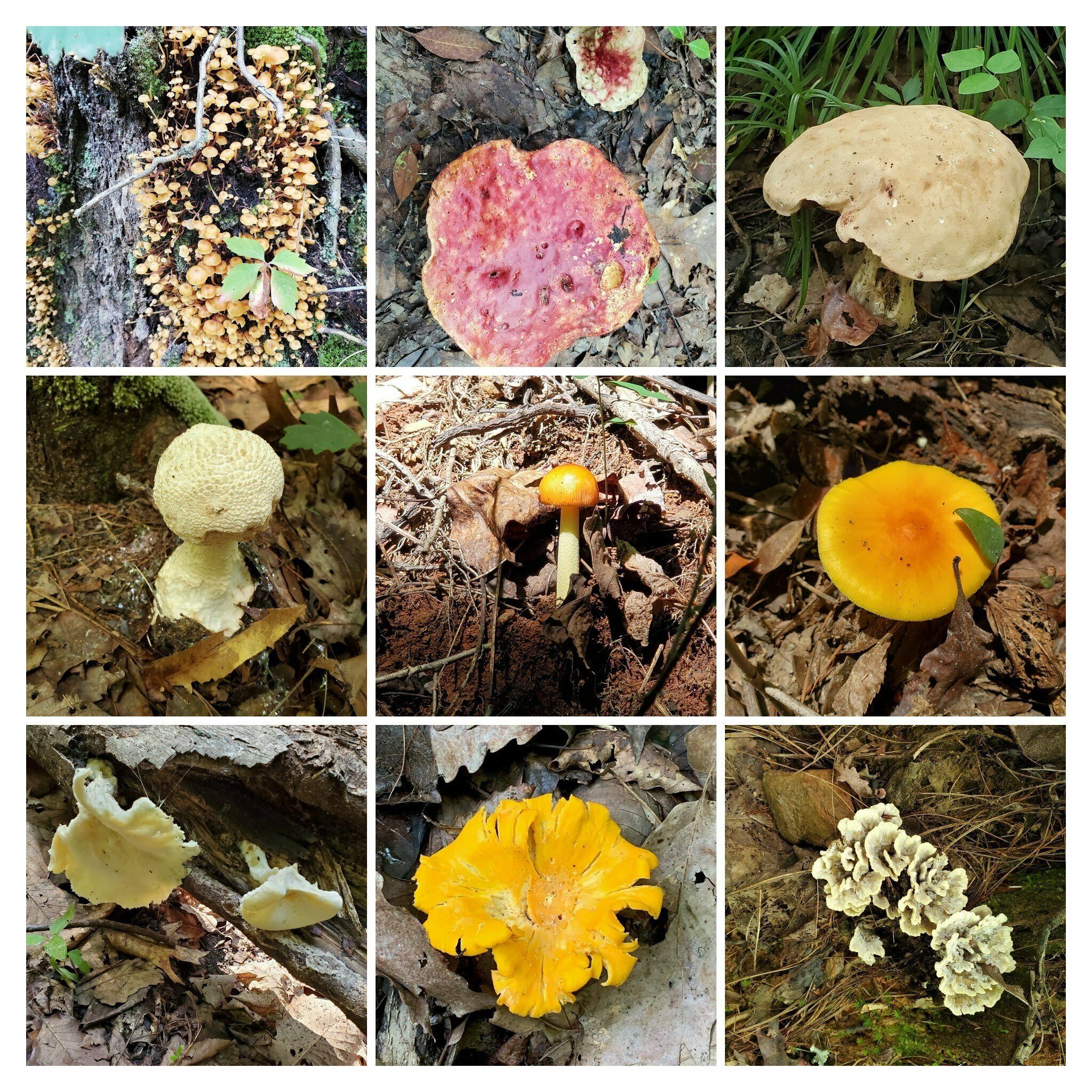 It was a big day for fungus!