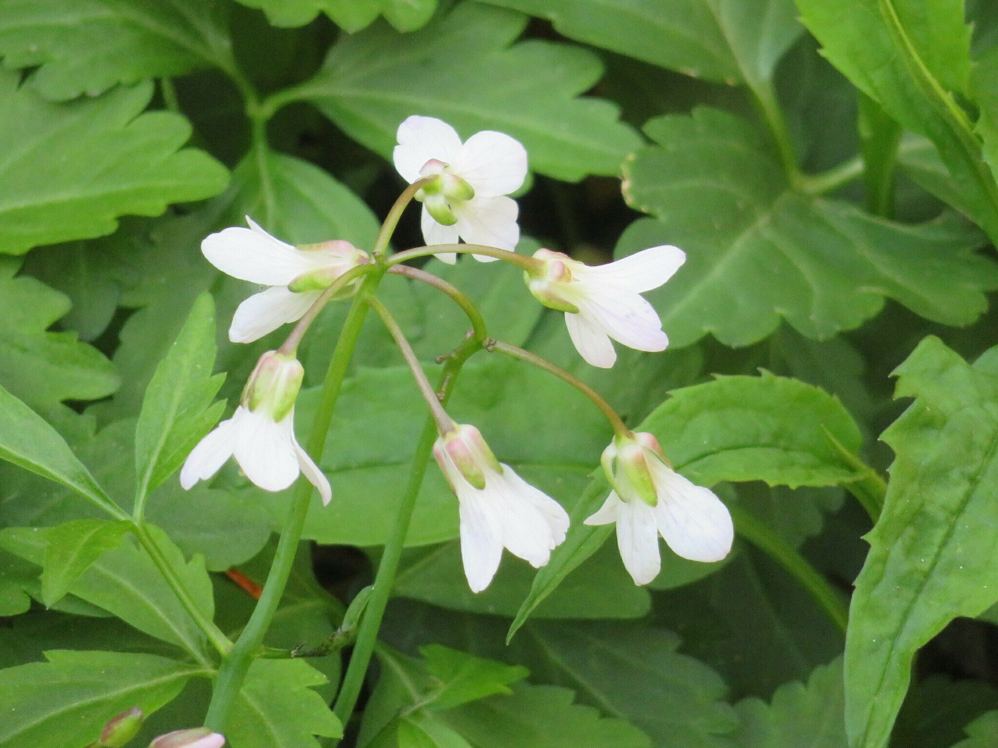 Toothwort (Cardamine diphylla)
