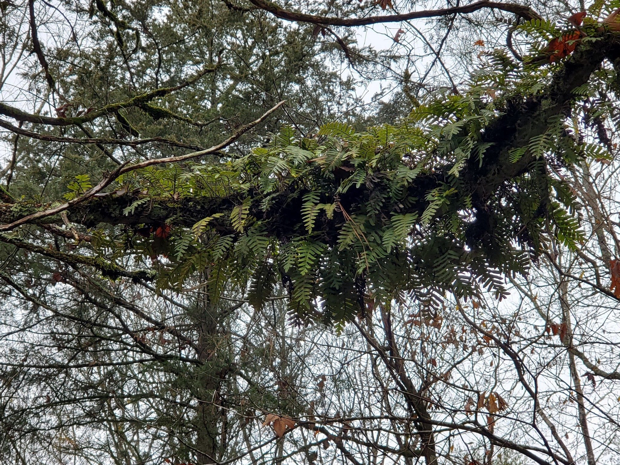 The recent rains brought out this beautiful example of a "Resurrection Fern" growing on a branch of a large cedar.