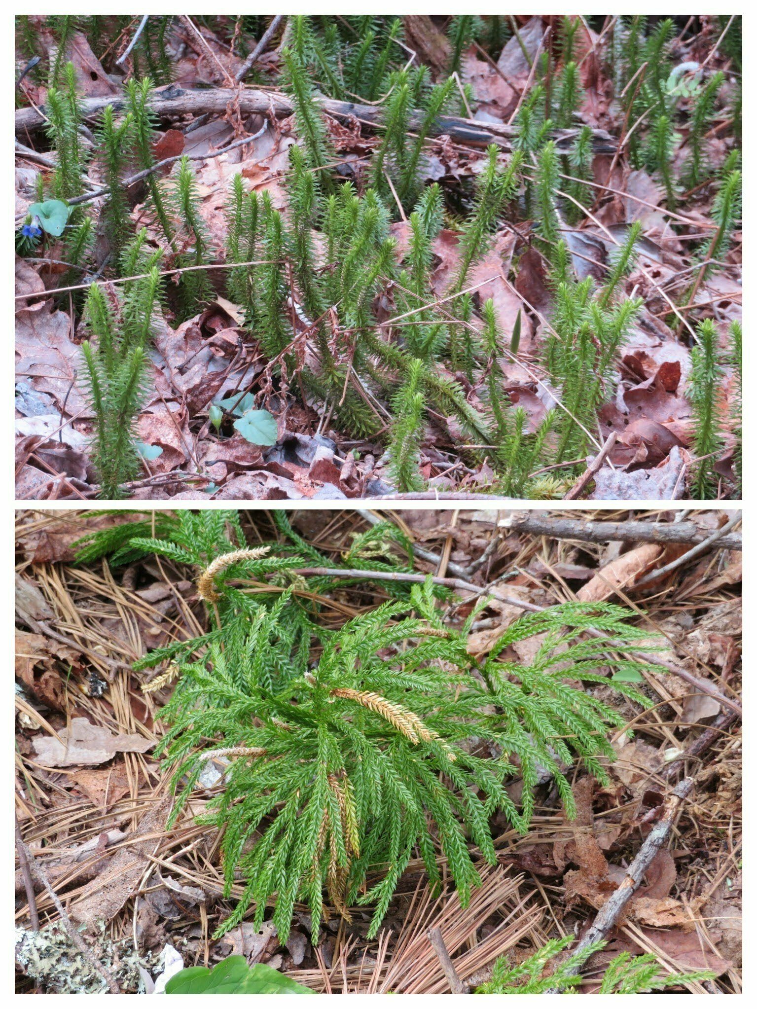 Ground pine & Ground cedar