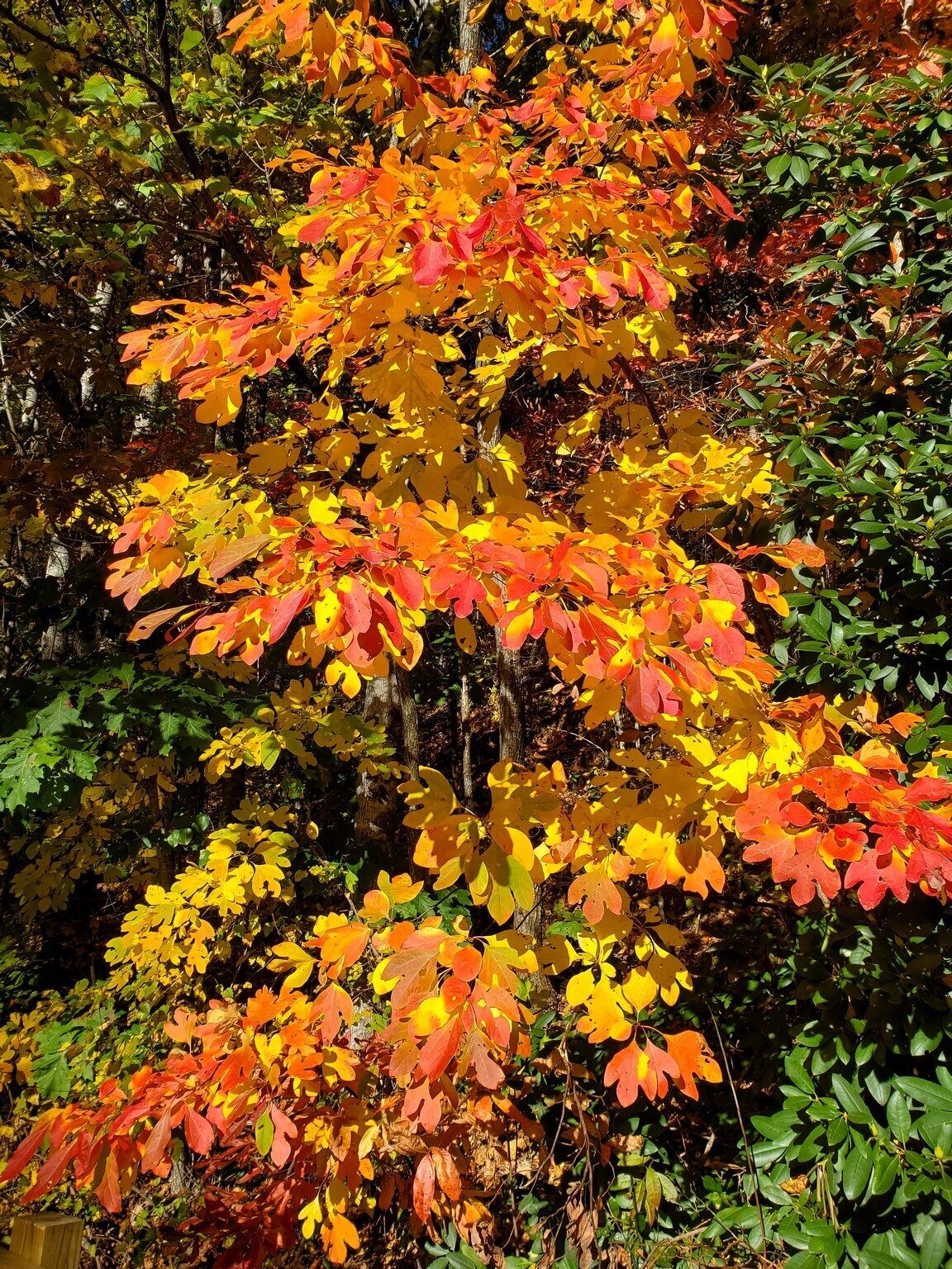 This orange and yellow Sassafras was the "fall tree of the day."