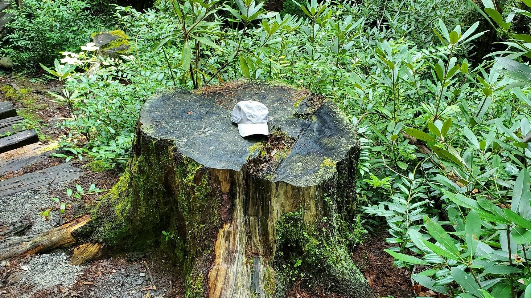 One stump suggesting quite a large tree once stood here.