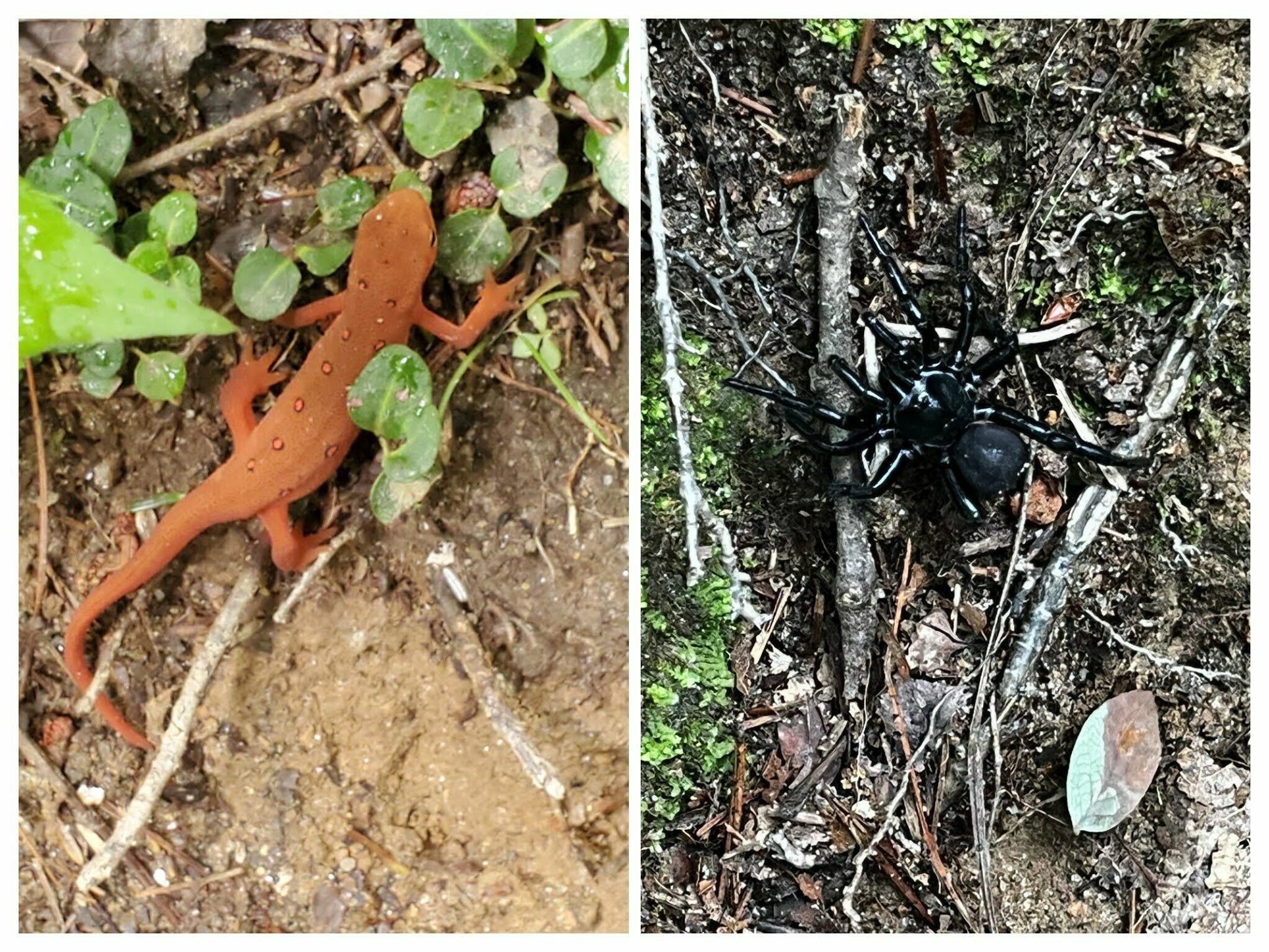 Our critter friends today.