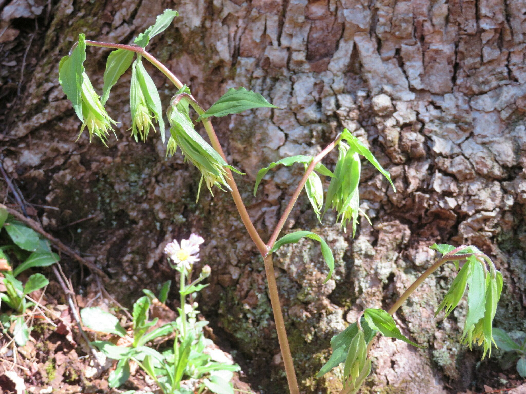 Yellow mandarin (Prosartes maculata)