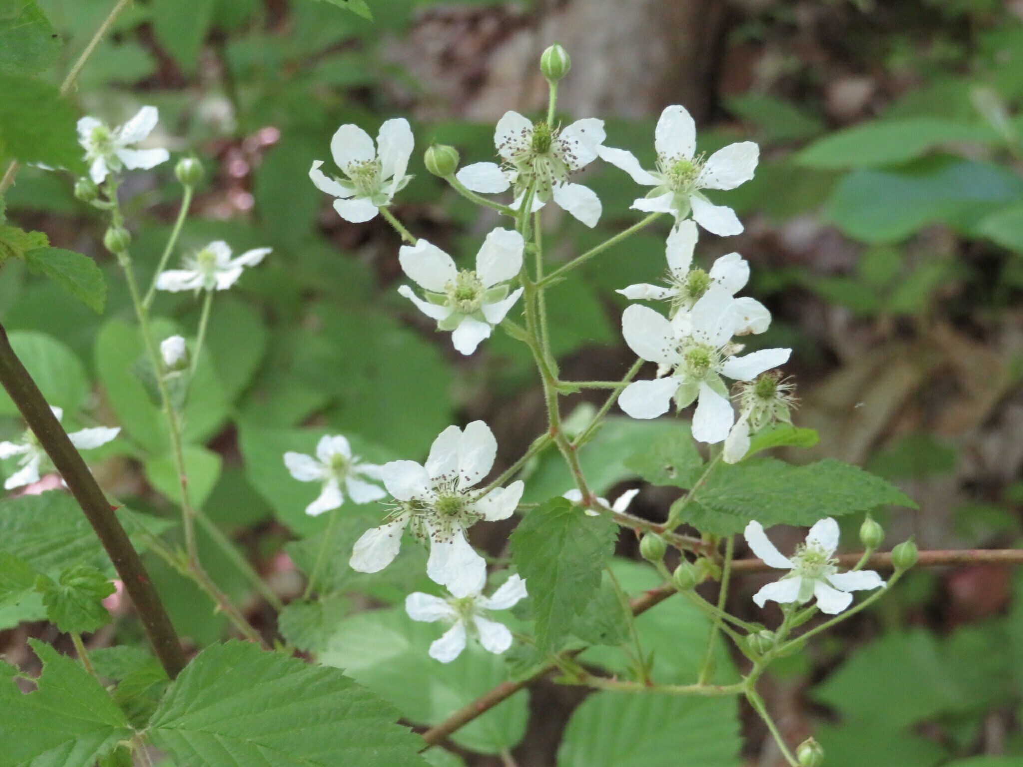 Even the Blackberry blooms are attractive if you take the time to look.