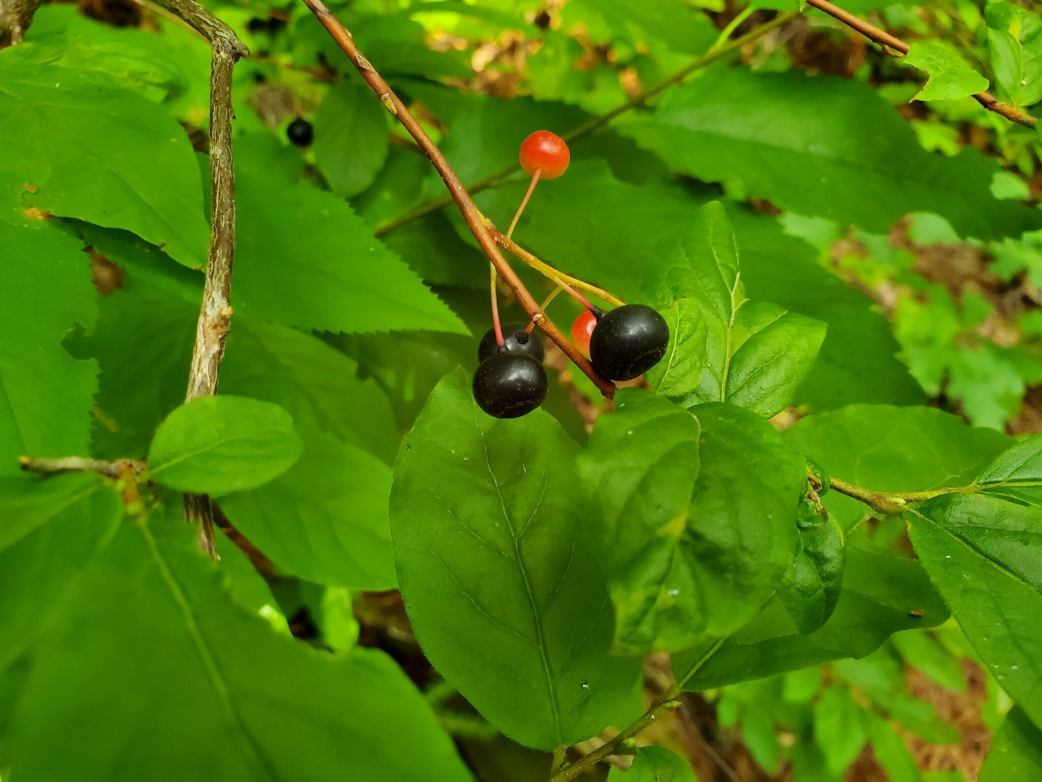 You know, when you're the last hiker in the group, berry pickings are not plentiful!  But, we did see some wild raspberry and blackberries along the way.