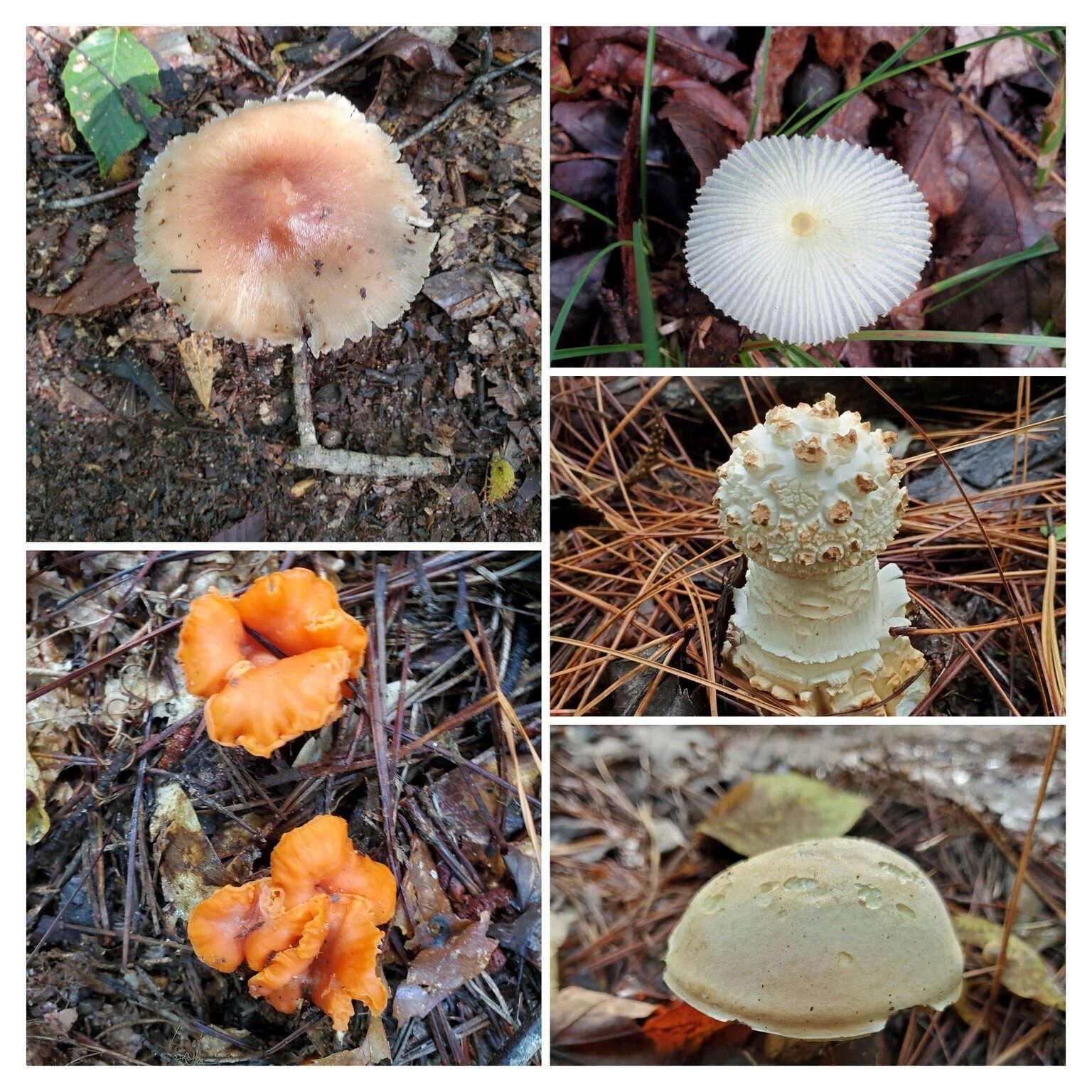 Some of the fungi seen.