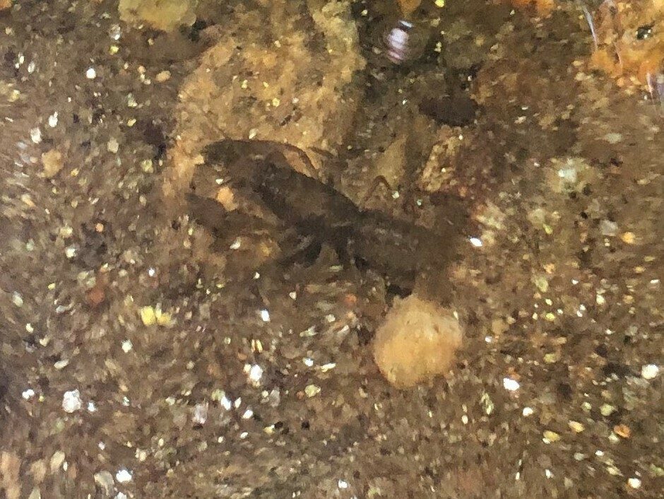 Crawfish found under a rock below Ranger Falls.