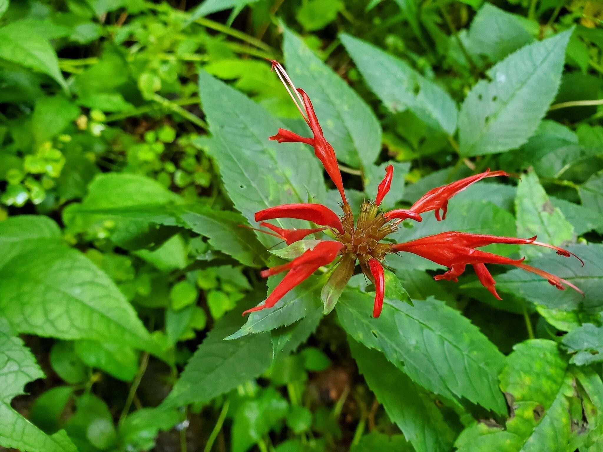 Bee balm