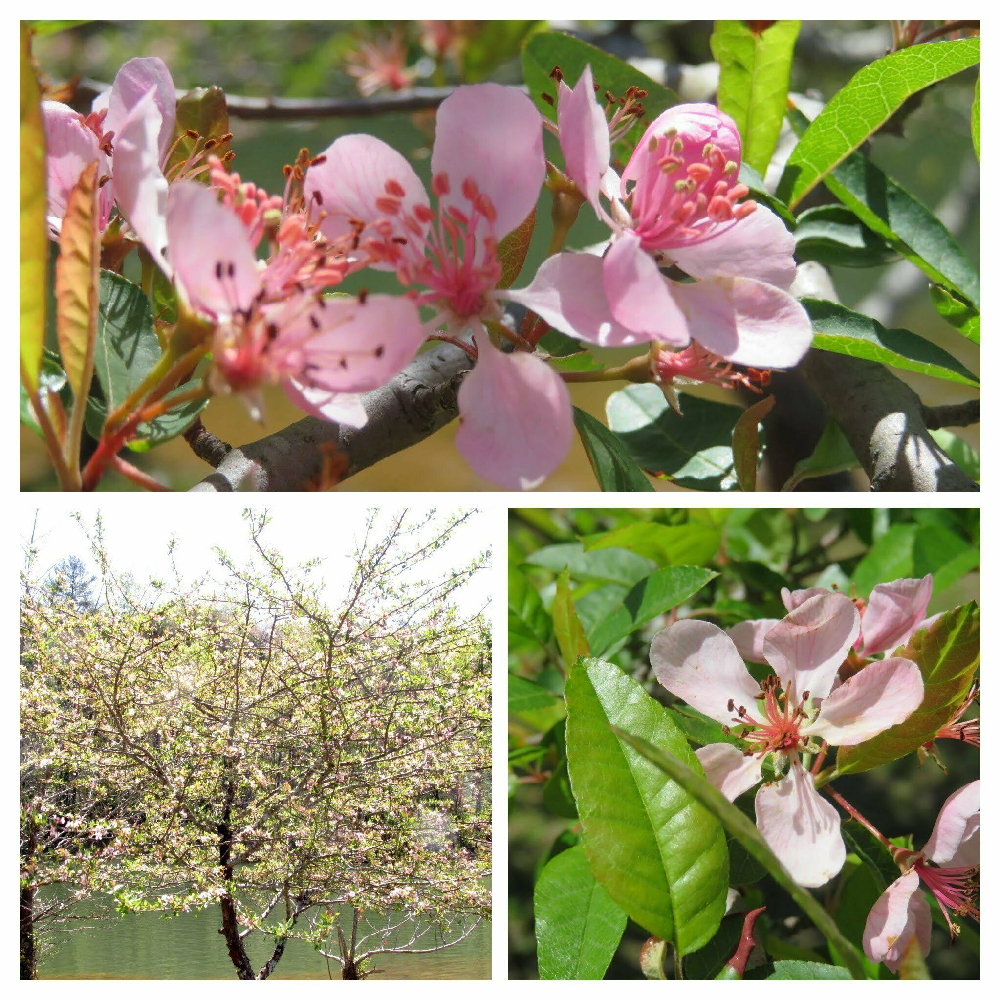 Really beautiful flowers on several Sweet crab apples (Malus coronaria) on the picnic area of Turner Reservoir