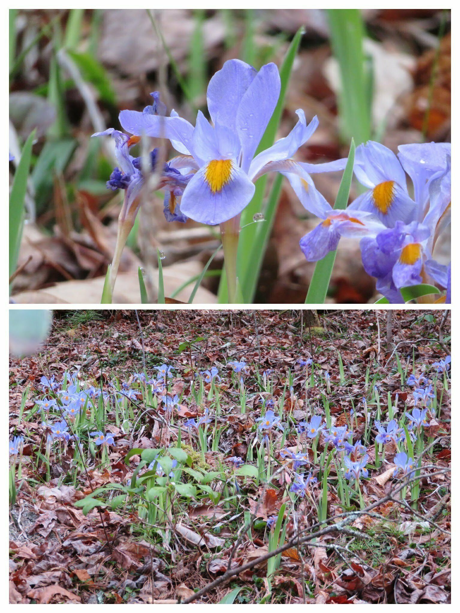 Dwarf Iris (Iris verna)