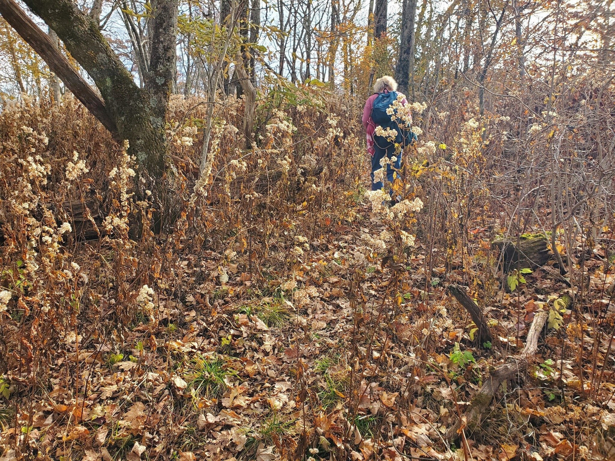 Beth passing through one of the many gauntlets of dried, tall asters.