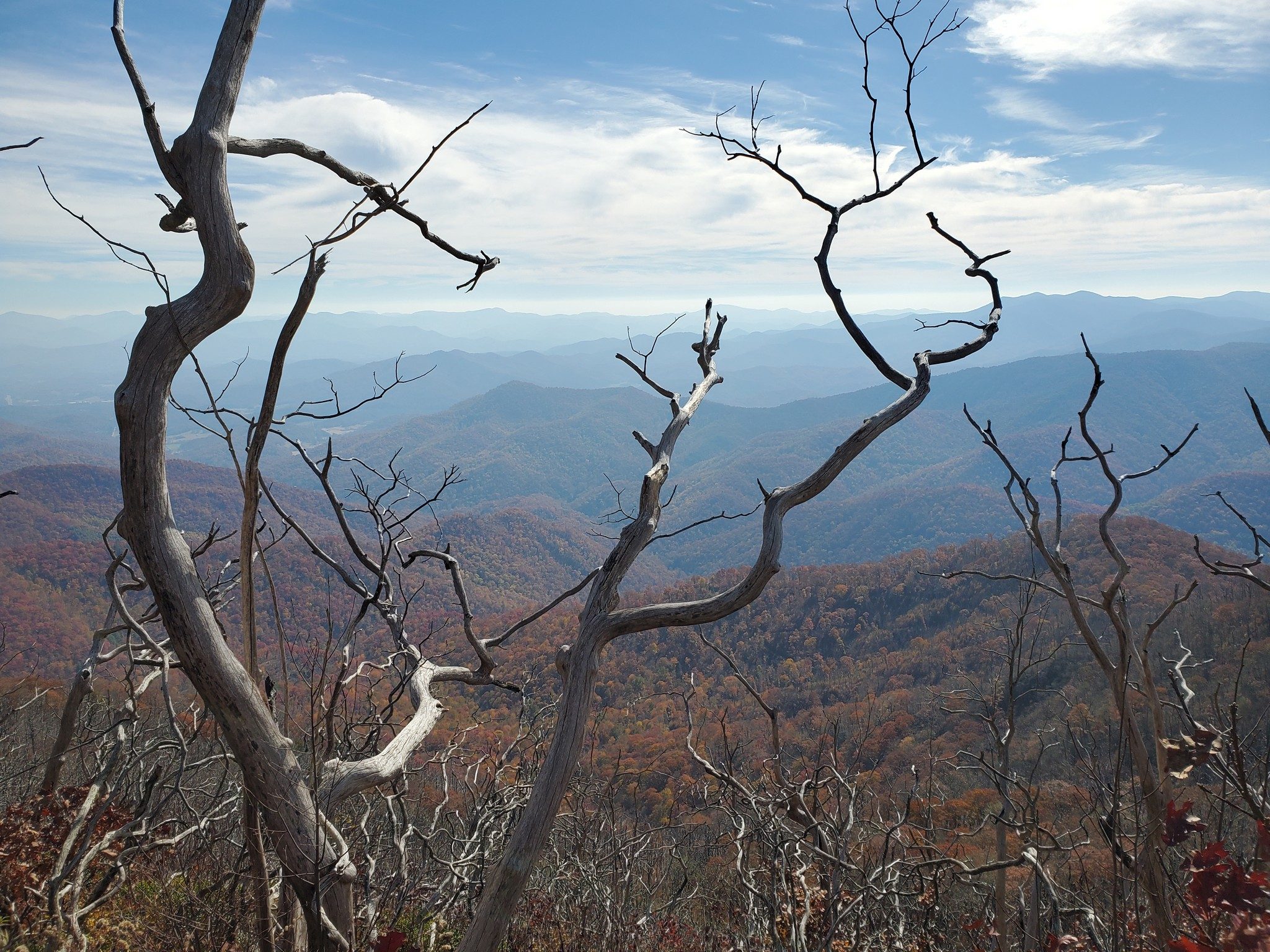 Burnt trees from the forest fire in November 2016 are still obvious on our approach to Wayah Bald.