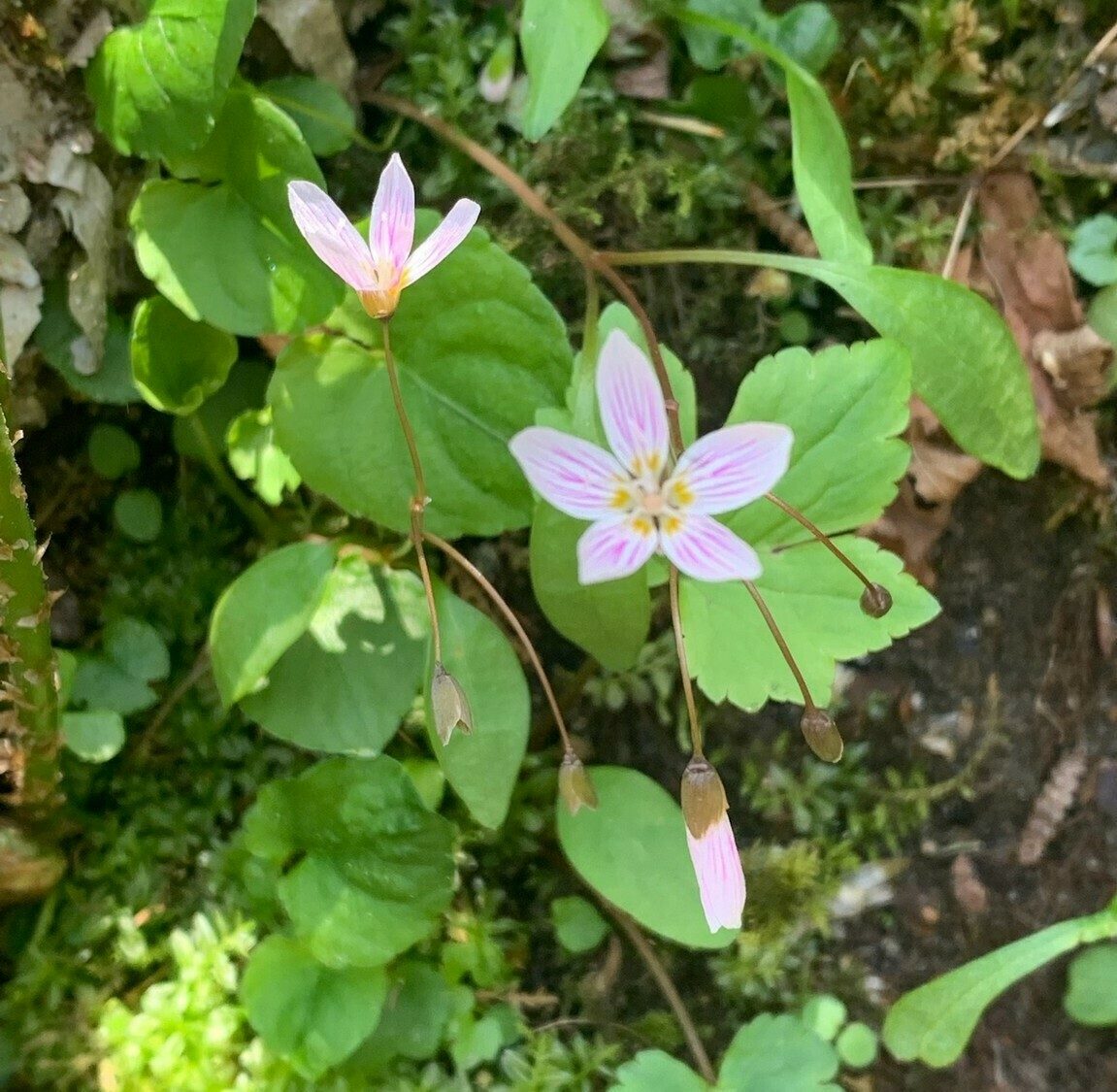 Carolina springbeauty (Claytonia caroliniana) by Beth McDonald