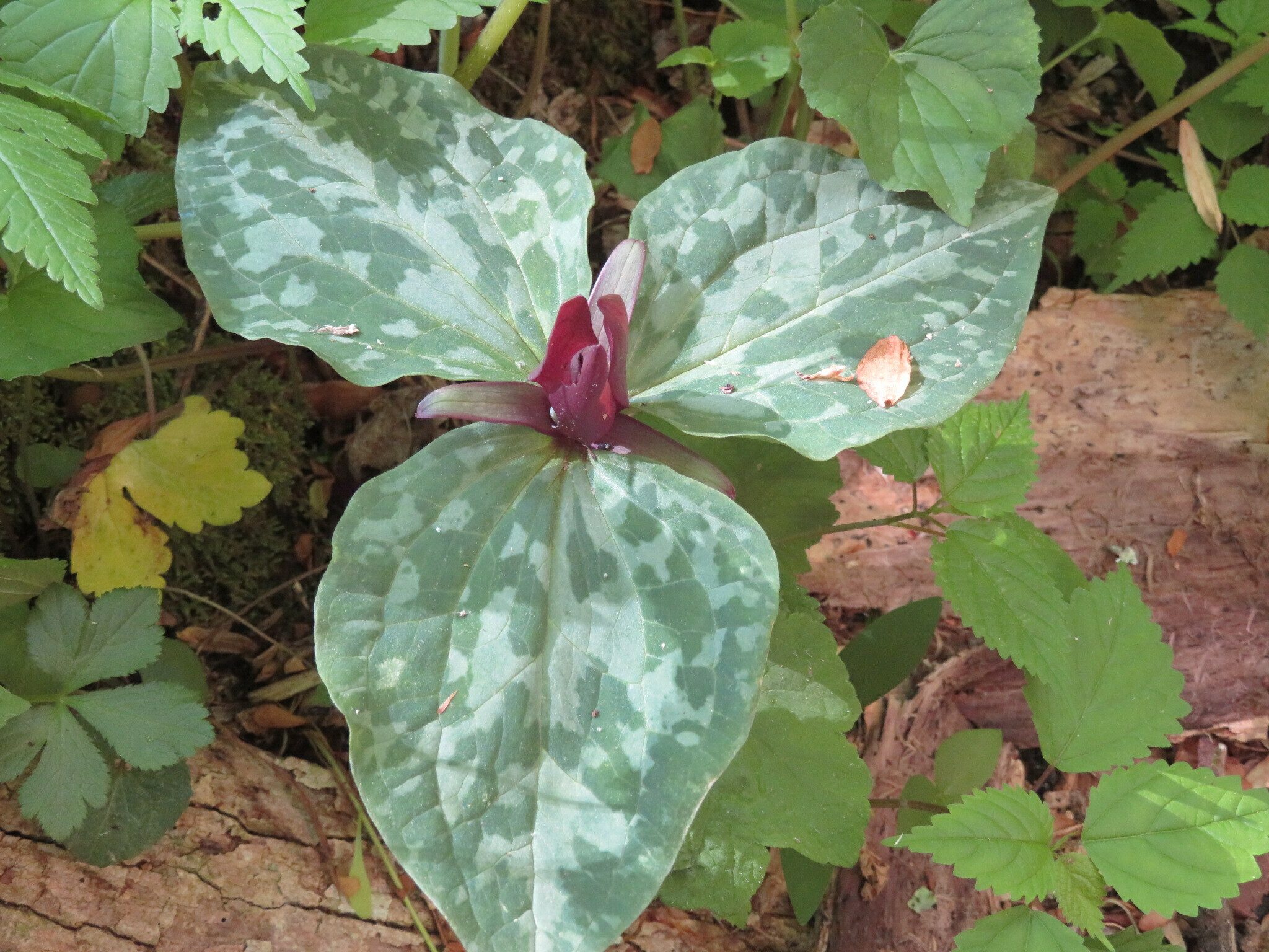 Red Toadshade Trillium (Trillium cuneatum)