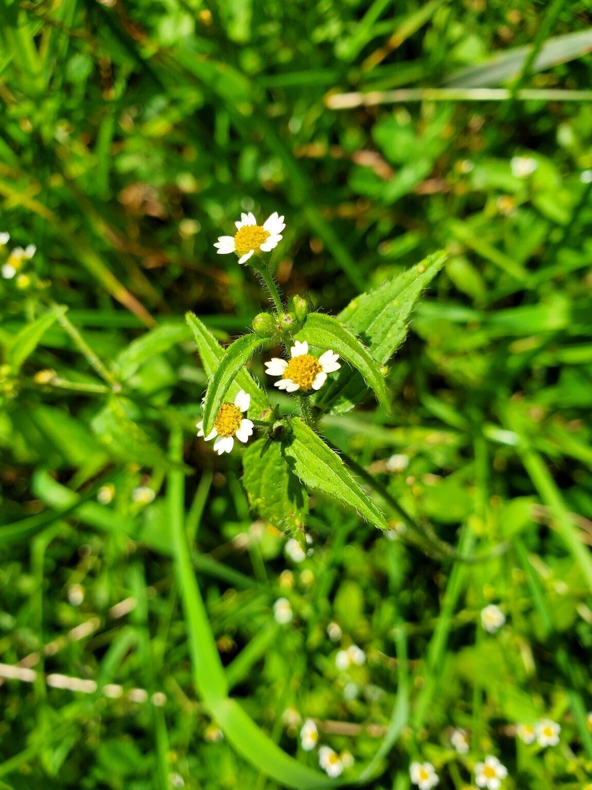 Here's a new one for us, Gallant Soldier (Galinsoga parviflora)
