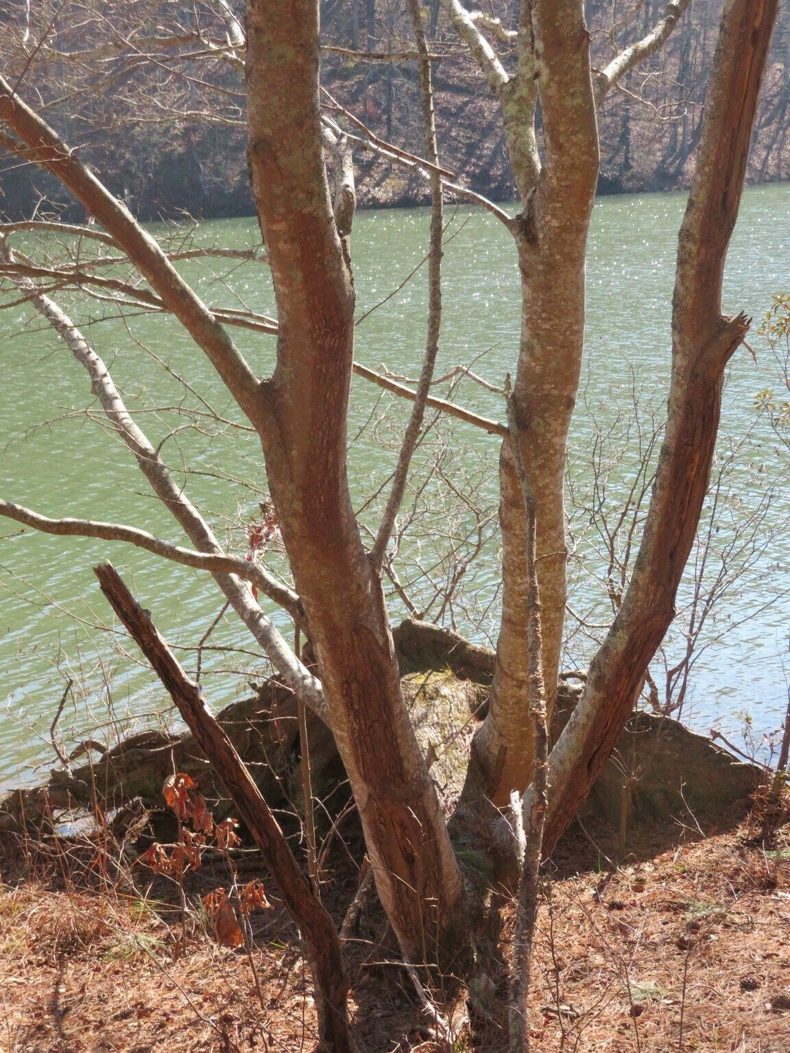 A unique tree growing along the Lake Russell Loop Trail.  This tree had fallen over, lost most of its top from 6 feet up and yet some branches continue to grow into a nice multi-trunk tree.