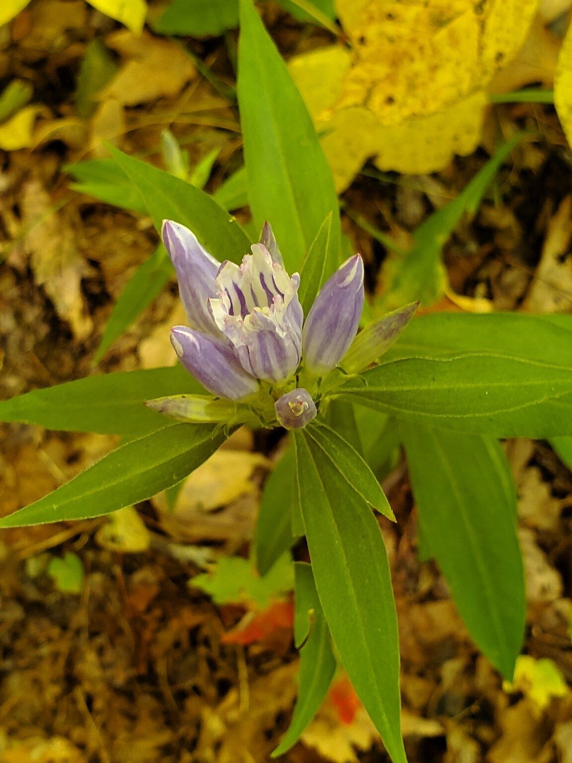 A Striped Gentian I believe???