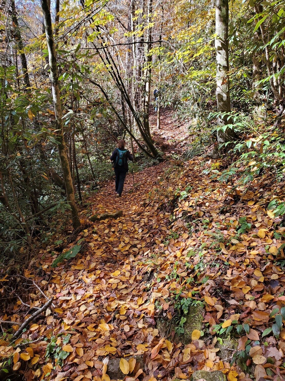 Not the yellow brick, but the yellow-leaved trail home.