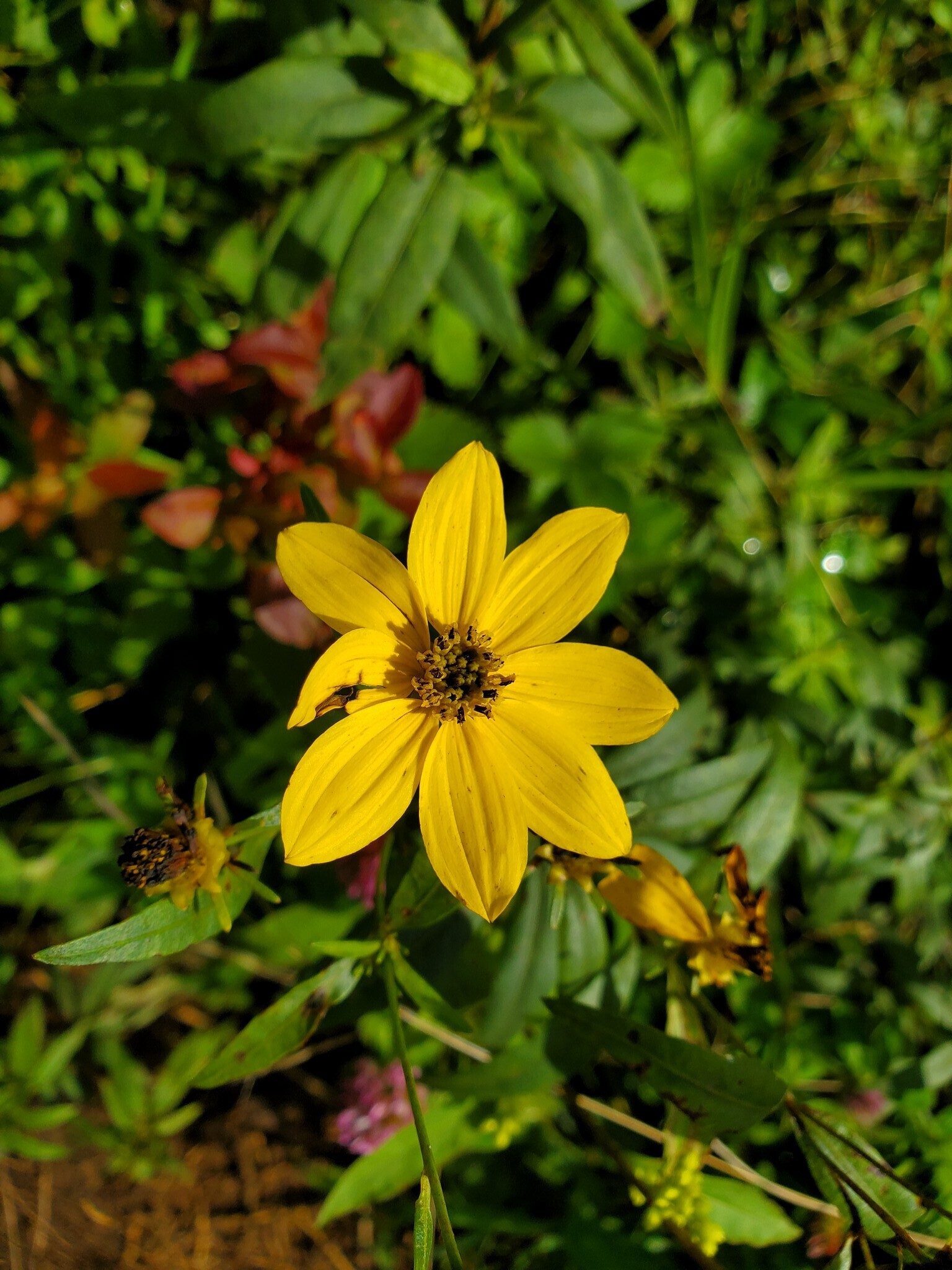 Tall Tickseed Coreopsis