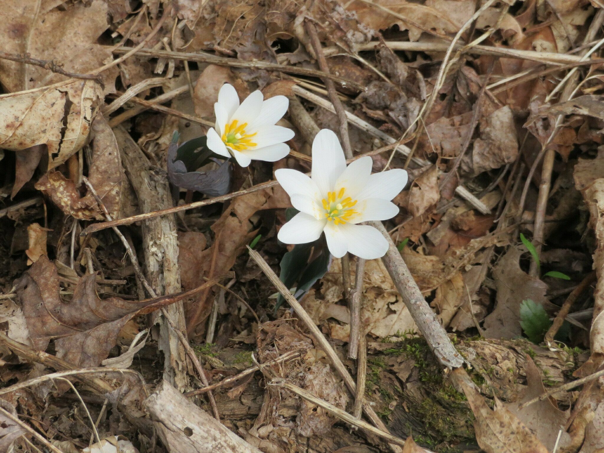 The bloodroot was finally opening up on our way back to Tesnatee Gap.