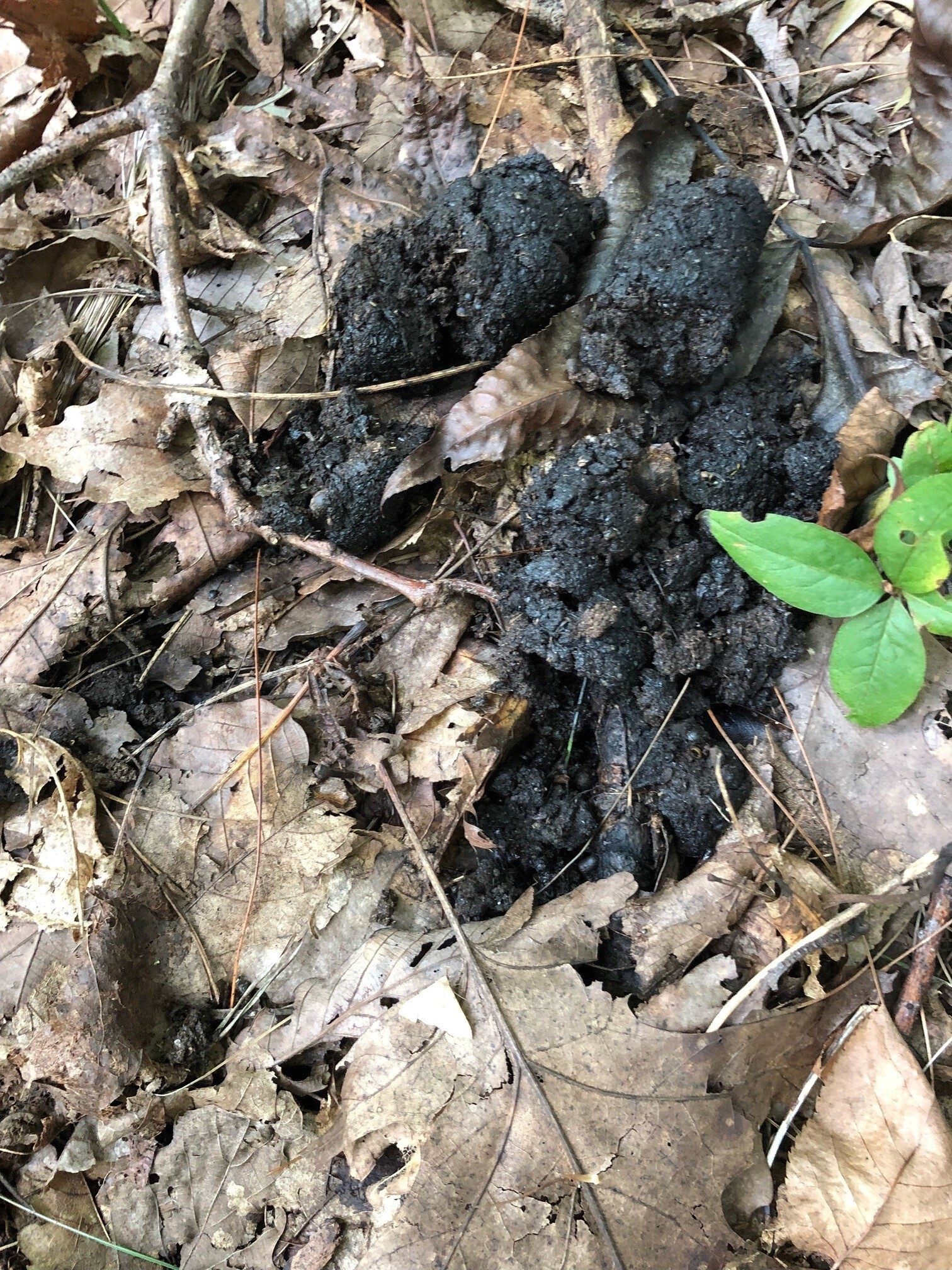 Confirmed bear scat as we bushwhacked our way up Rainy Mountain.