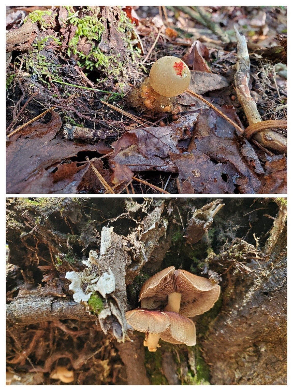 Mushrooms on and below a rock outcrop.