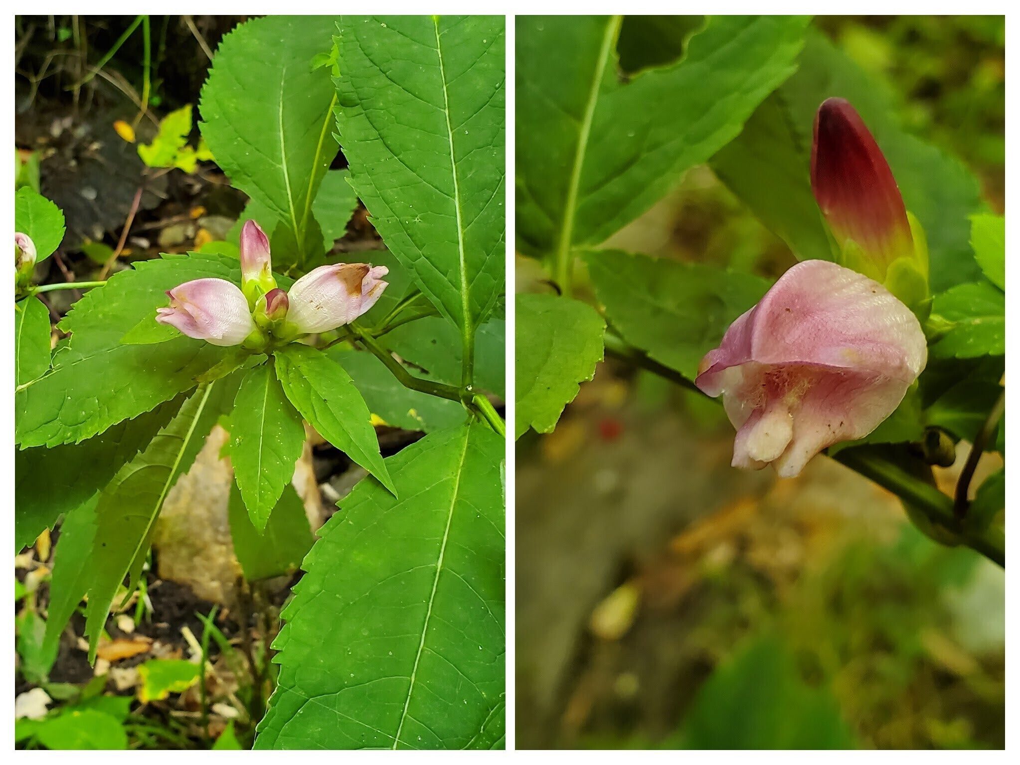 The Turtlehead has a really unique bloom. These were seen in a small wet section of the trail.