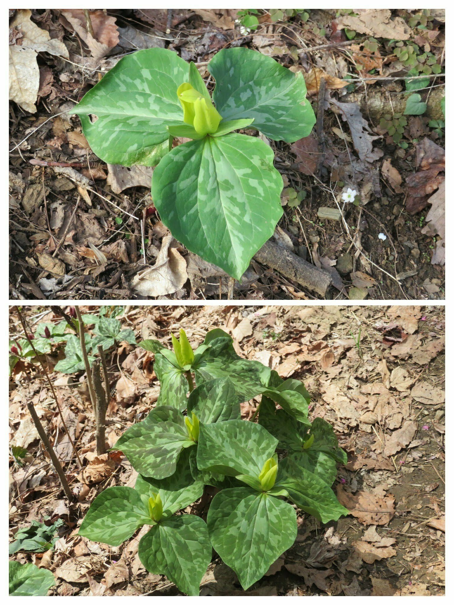 Surprisingly, lots of Toadshade / Yellow Trillium (Trillium luteum), too.