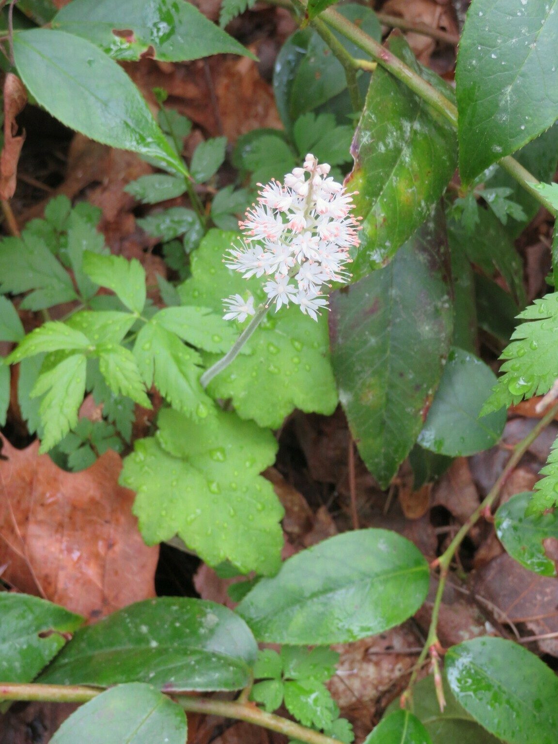 Foamflower (Tiarella cordifolia)