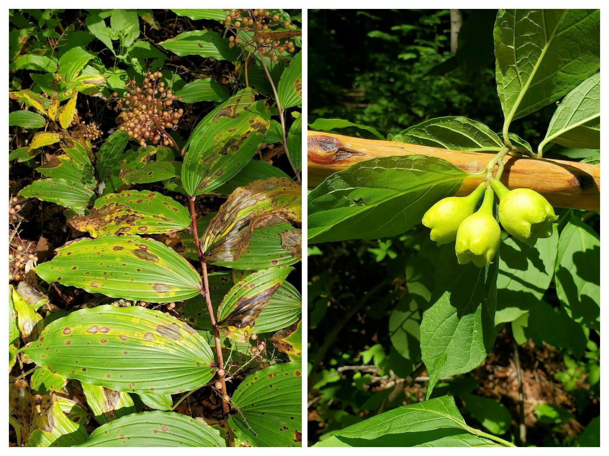 Left: Berries on False Solomon's seal; Right: fruit on Sweet shrub.