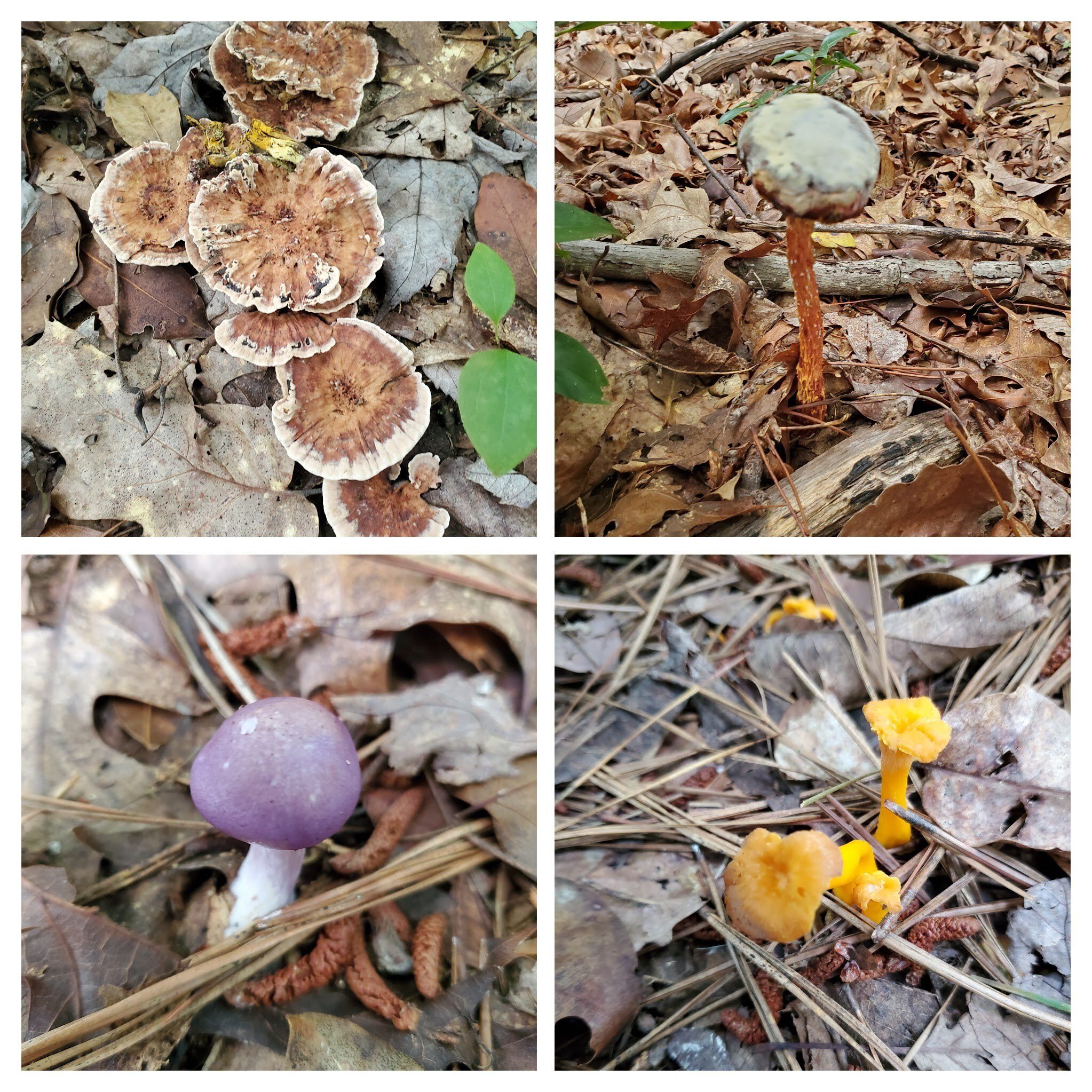But there were many more striking fungi to be seen.