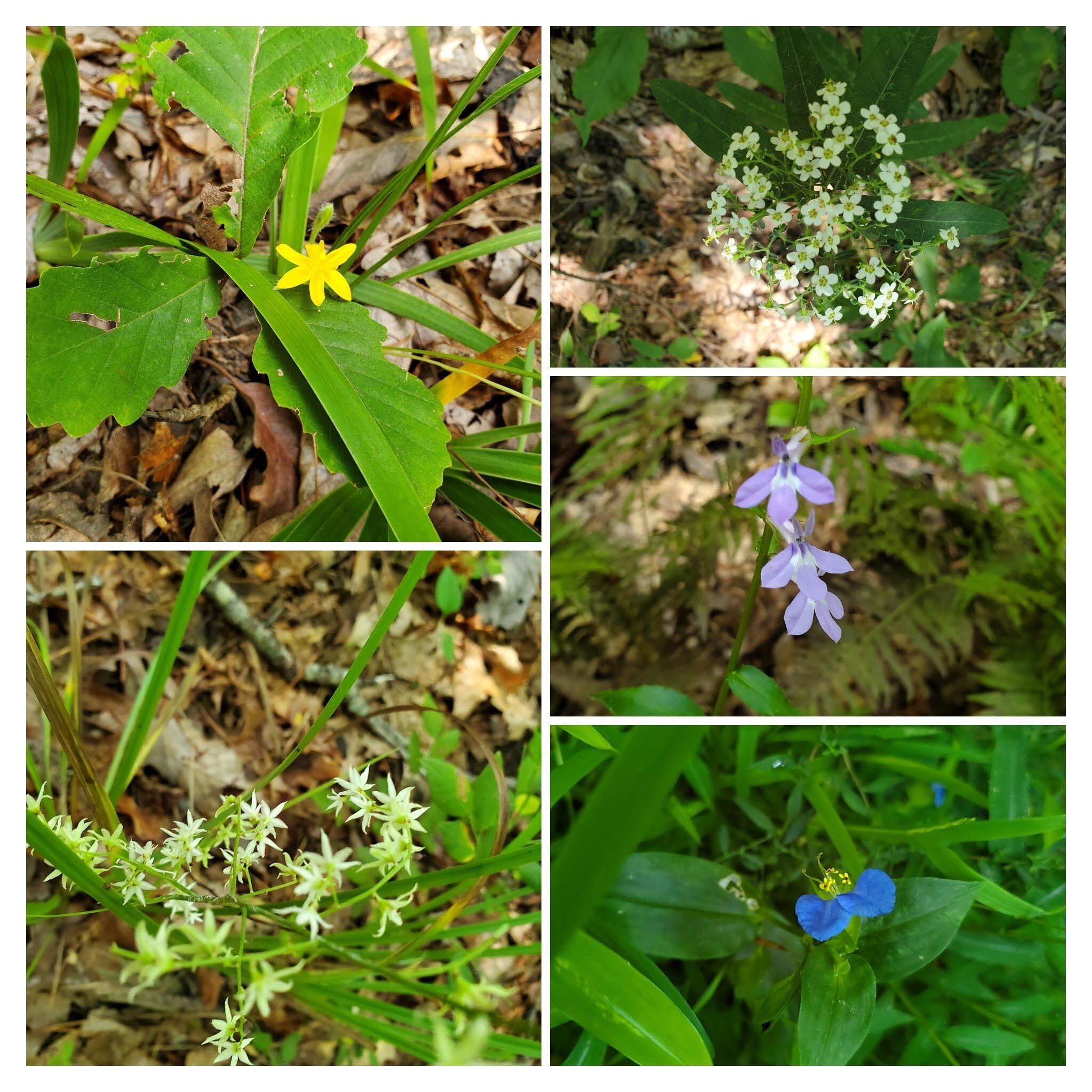 There were just a few wildflowers today.