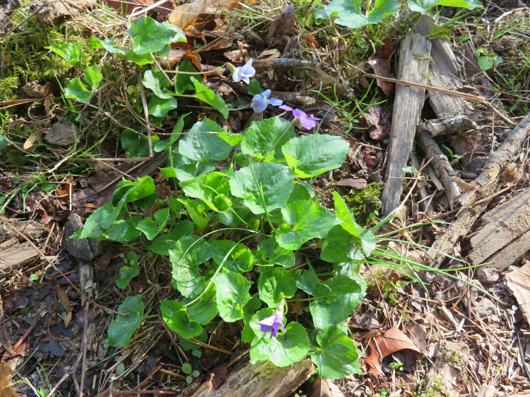Interesting the color variations of this one clump of violets