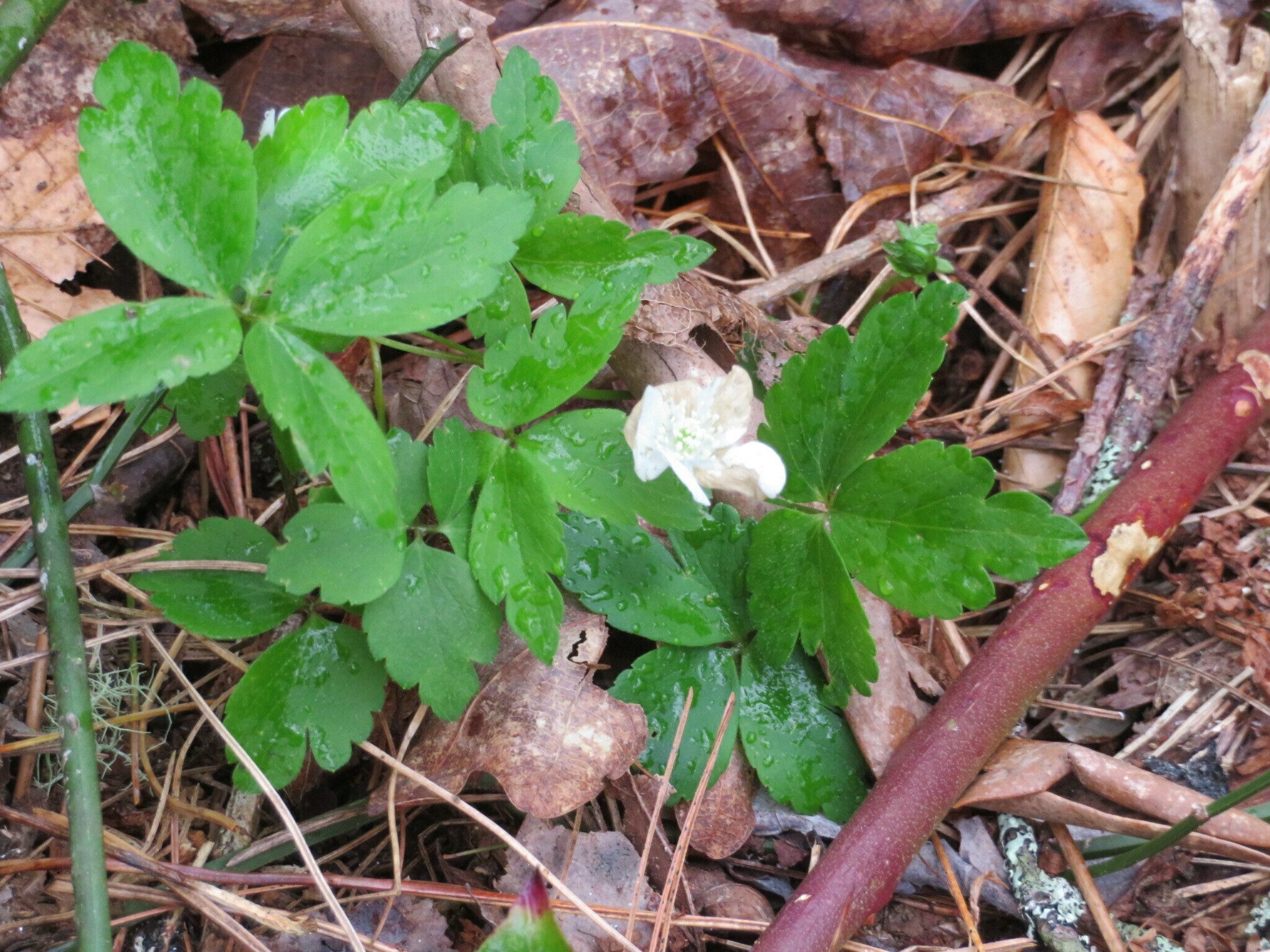 Wood Anemone (Anemone lancifolia)
