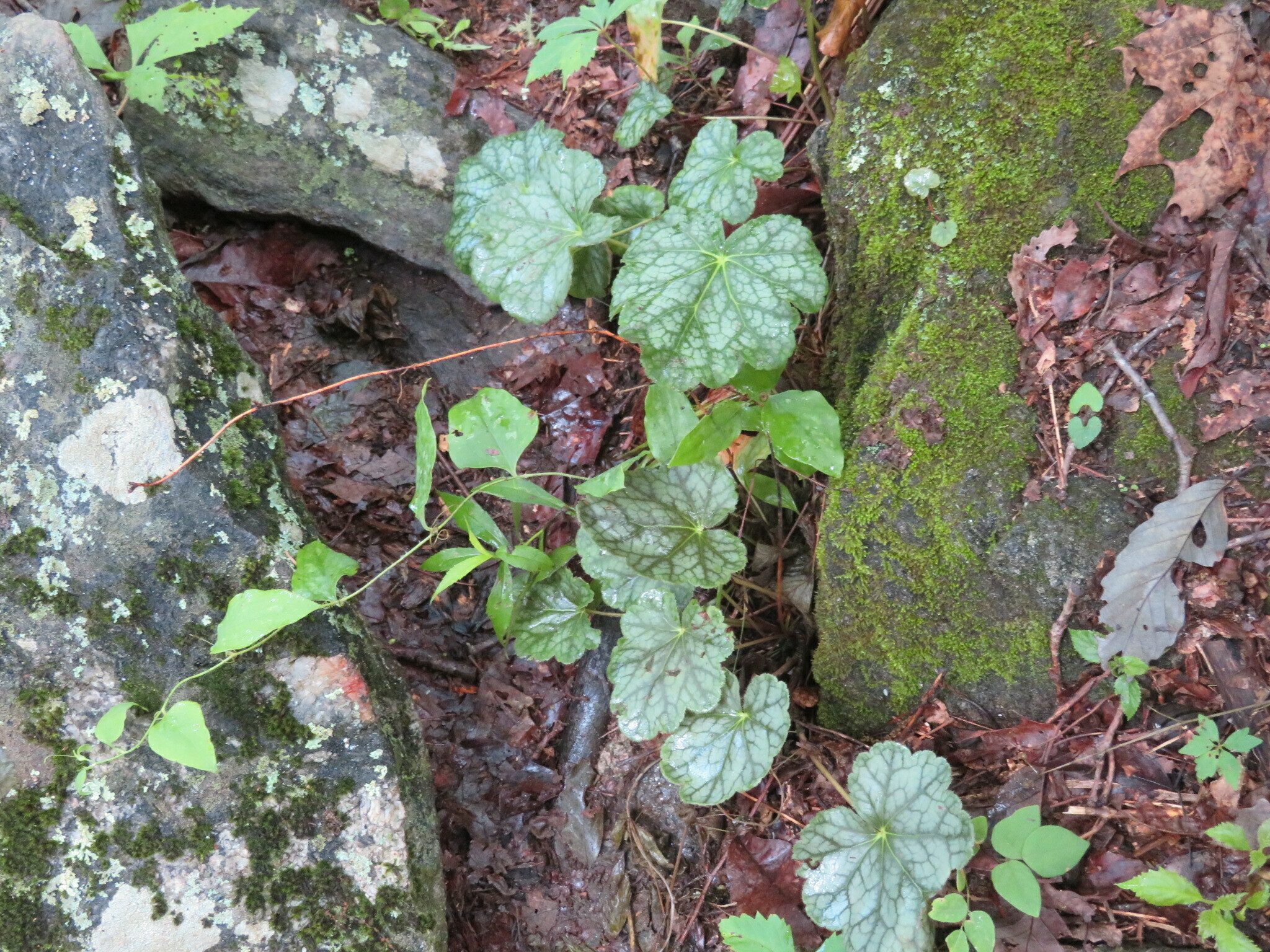 Another mystery plant #7: Alumroot of some type ???