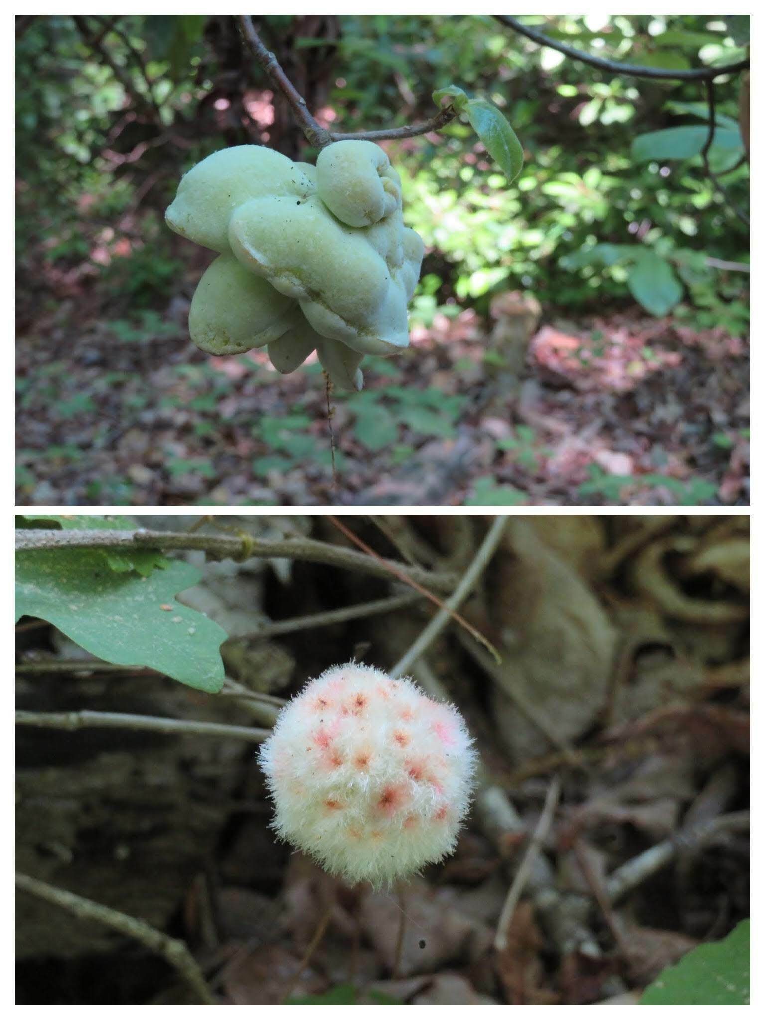 "Galls may form on any part of the plant. The abnormal growths are due to the powerful enzymes given off by the immature gall-forming insect as it grows."
