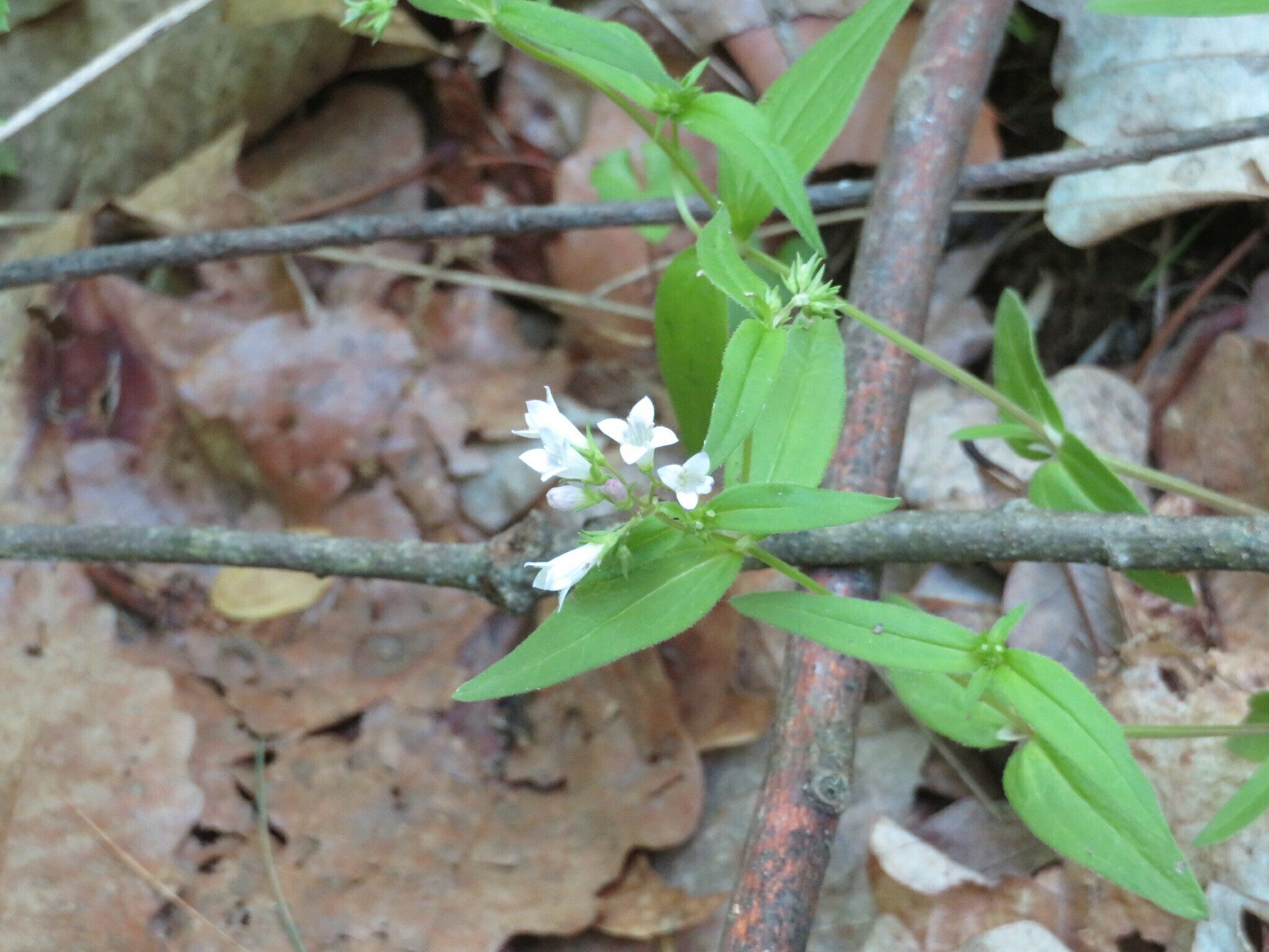 Yep, all Bluets are not blue. Woodland Bluet (Houstonia lanceolata)