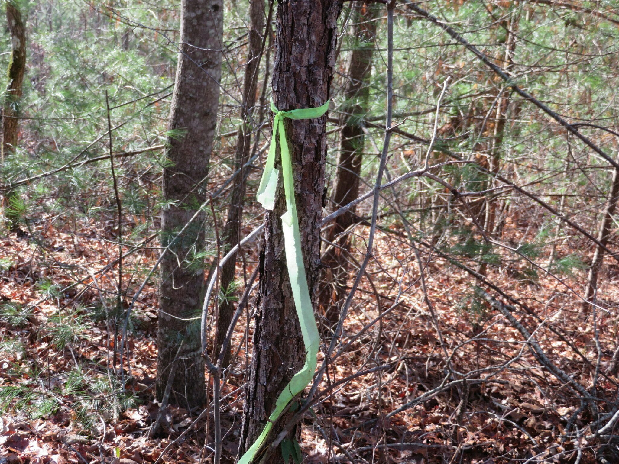 The trail marker off of Pear Orchard Loop for a much easier path to Roman's Den