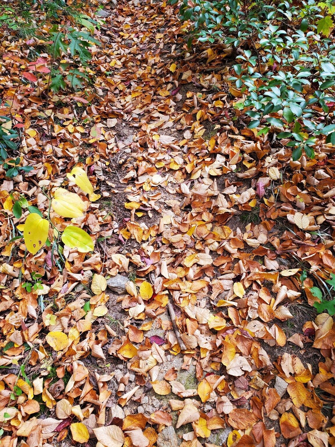 Toward the latter part of the hike we walked over several sections covered with Beech tree leaves.  I thought Beeches held onto their leaves through the winter???.