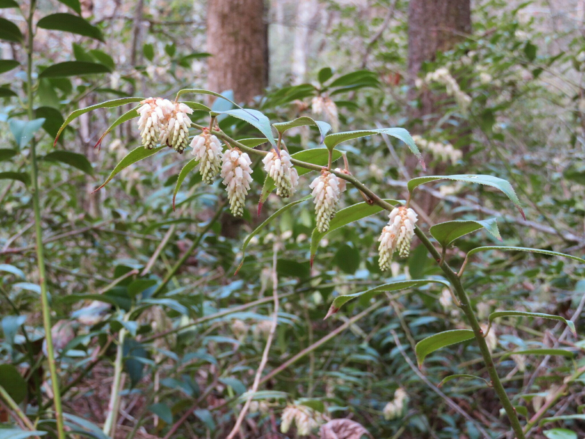 Dog-hobble (Leucothoe axillaris)